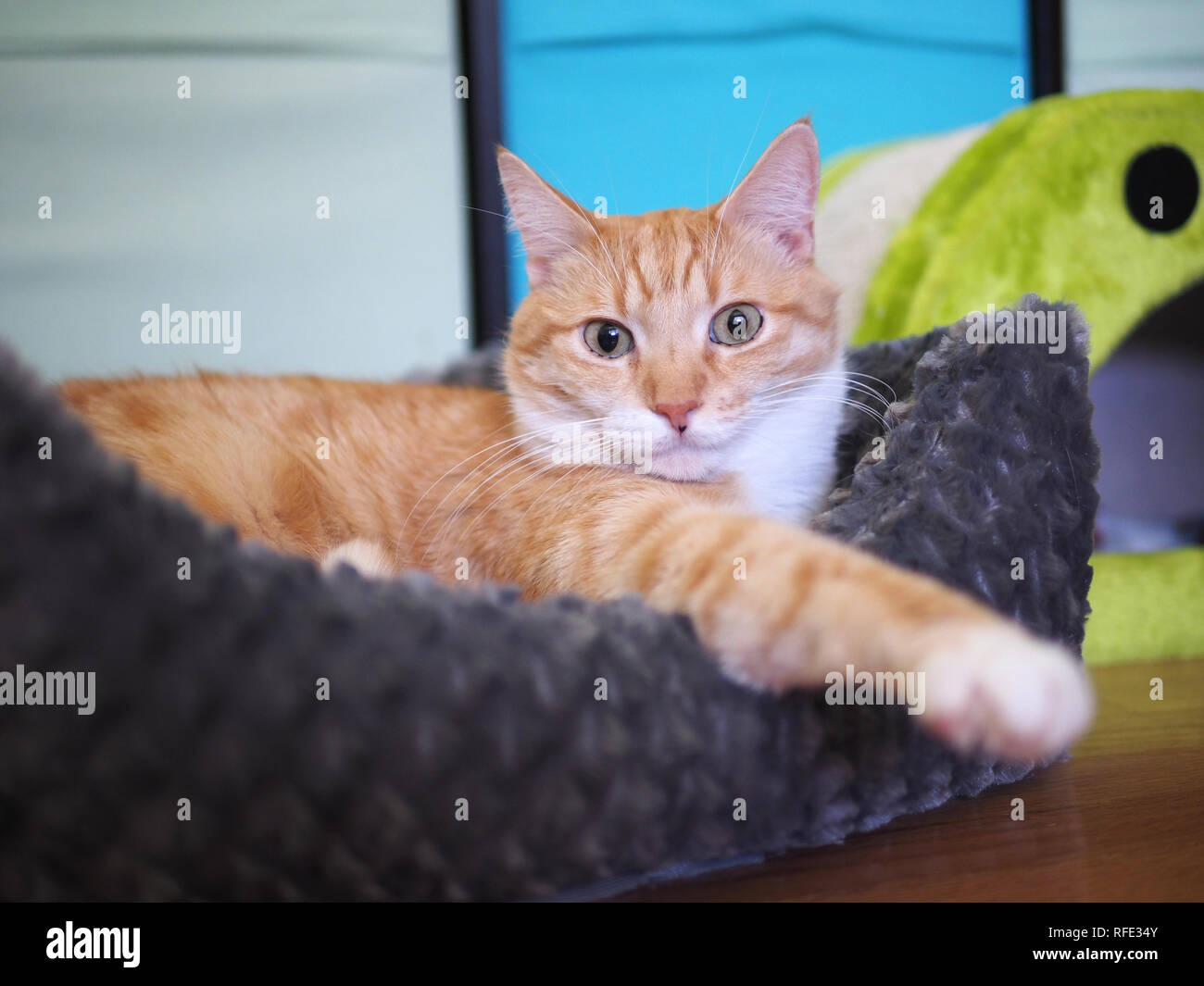 Mika l'orange tabby au frais dans son lit de chat Banque D'Images
