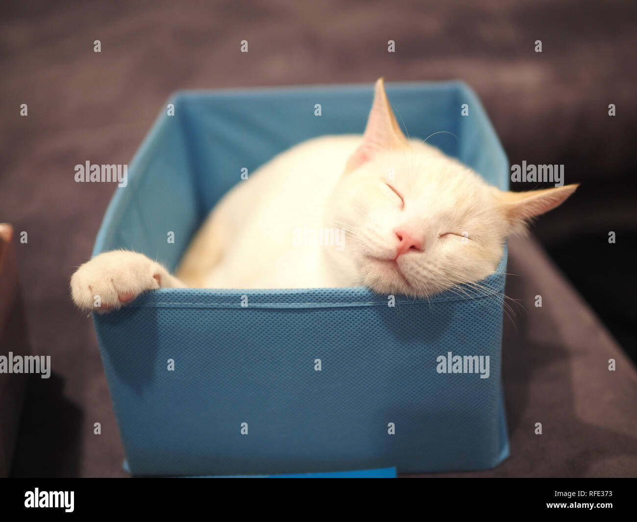3 mois kitty dormir sur le canapé Banque D'Images