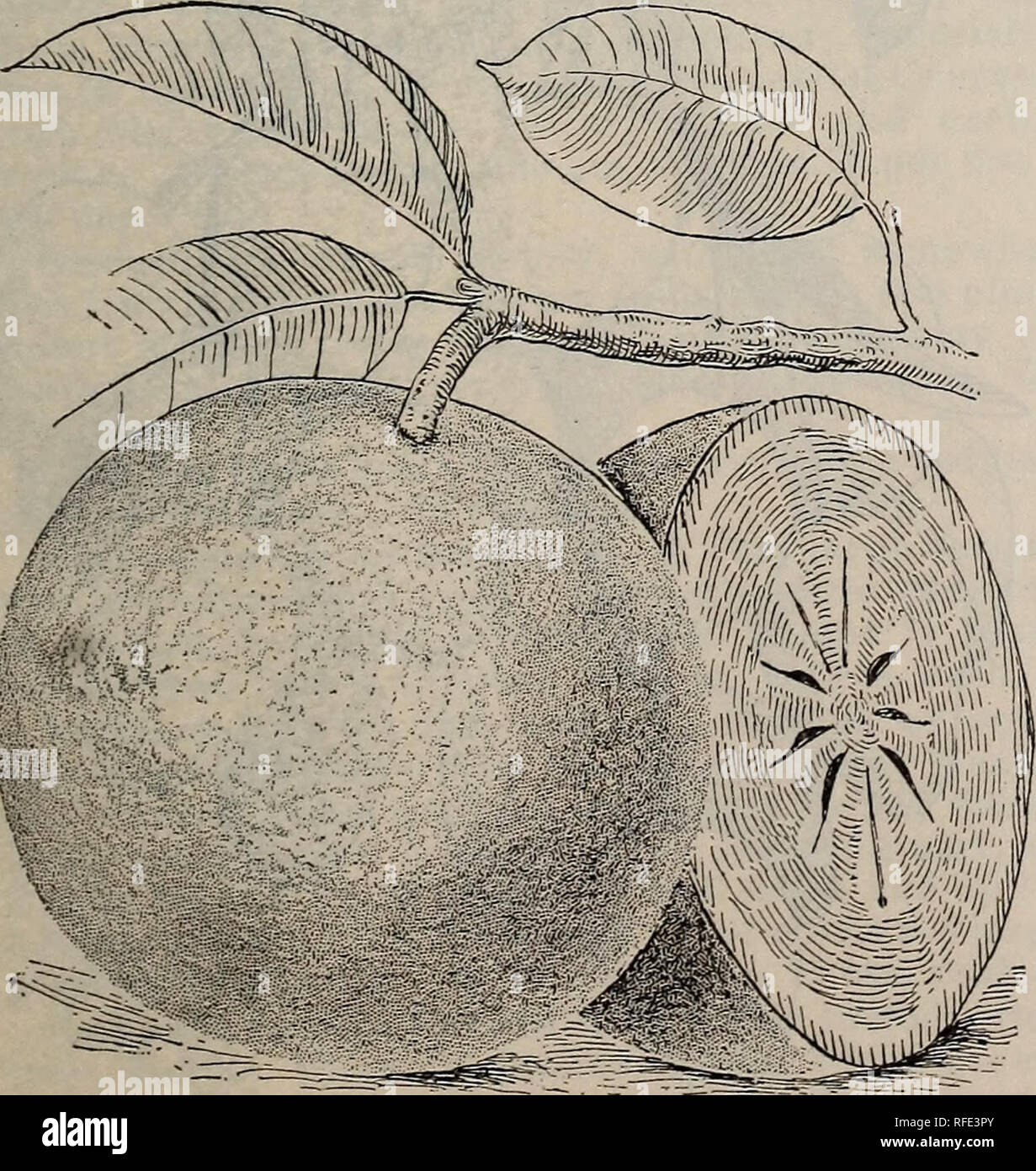 . Les plantes indigènes et exotiques, des arbres &AMP ; d'arbustes. Pépinière en Floride ; catalogues d'Horticulture pépinières (Floride) ; Catalogues Catalogues de plantes tropicales, palmiers, arbres fruitiers ; Catalogues Catalogues des semis ; les plantes ornementales, les catalogues. Les plantes et les arbres de fruits tropicaux 7 CHRYSOBOLANUS Icaco.* Le PLmi cacao. Un ornement très brillant, evergreen avec feuilles. Il fait un gros arbuste et porte une profusion de fruits blancs ou rose d'un goût agréable. La combinaison de fruits et de feuillage est magnifique. Les plantes en pot, 25 cts. chaque, 2,50 $ par douz. CHRYSOPHYLLUM Cainito.* * star Apple. Un bel arbre, 15 à 25 Supplément Banque D'Images