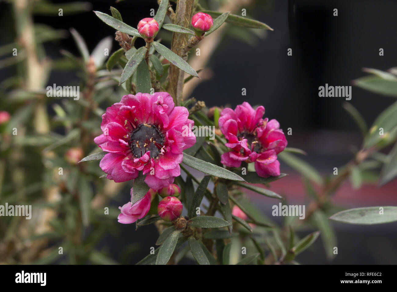Manuka rose fleurs pour faire du miel de manuka Banque D'Images