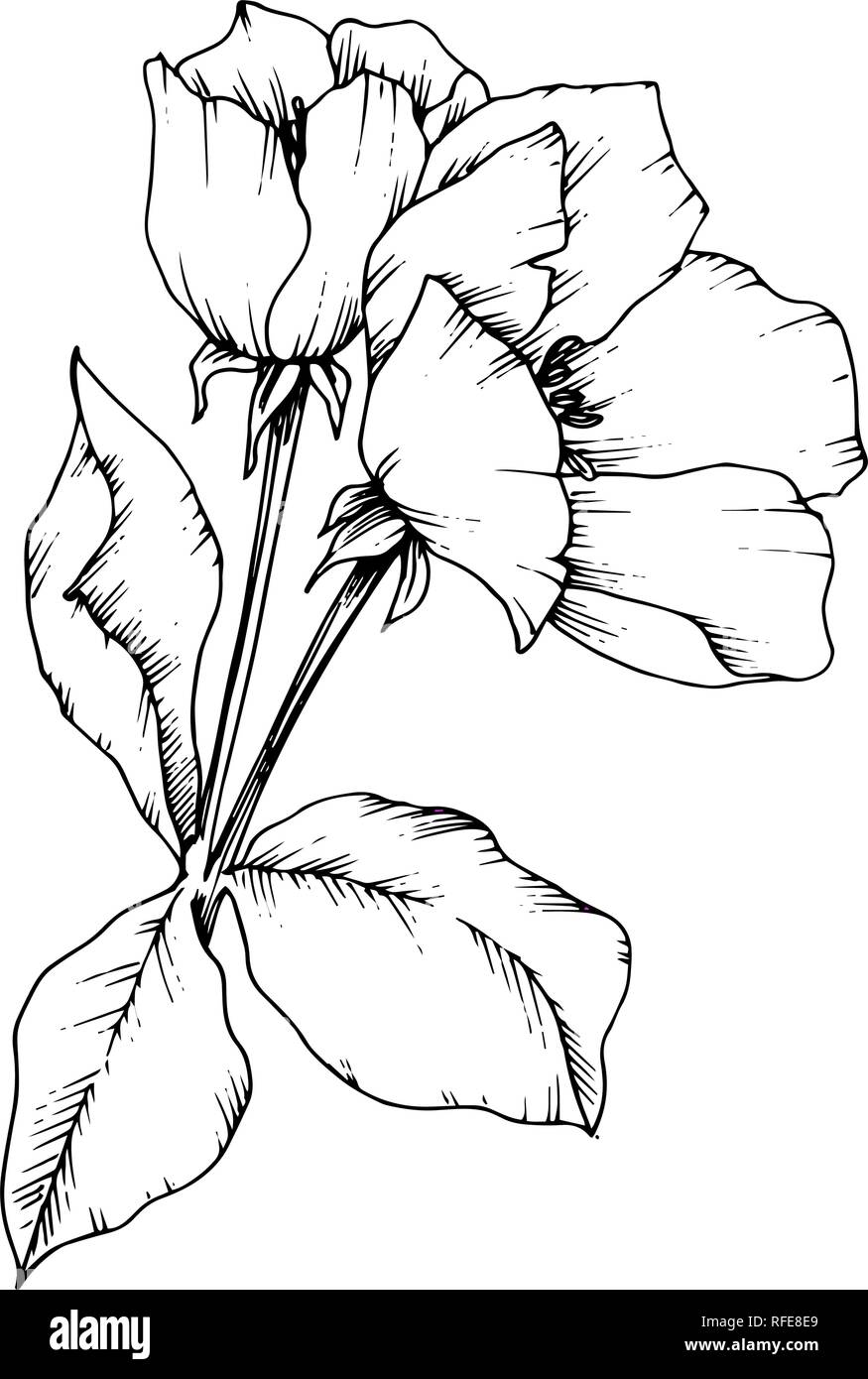 Vector floral fleur botanique Apple Blossom. Gravée en noir et blanc fleurs illustration isolé art. d'encre élément. Illustration de Vecteur