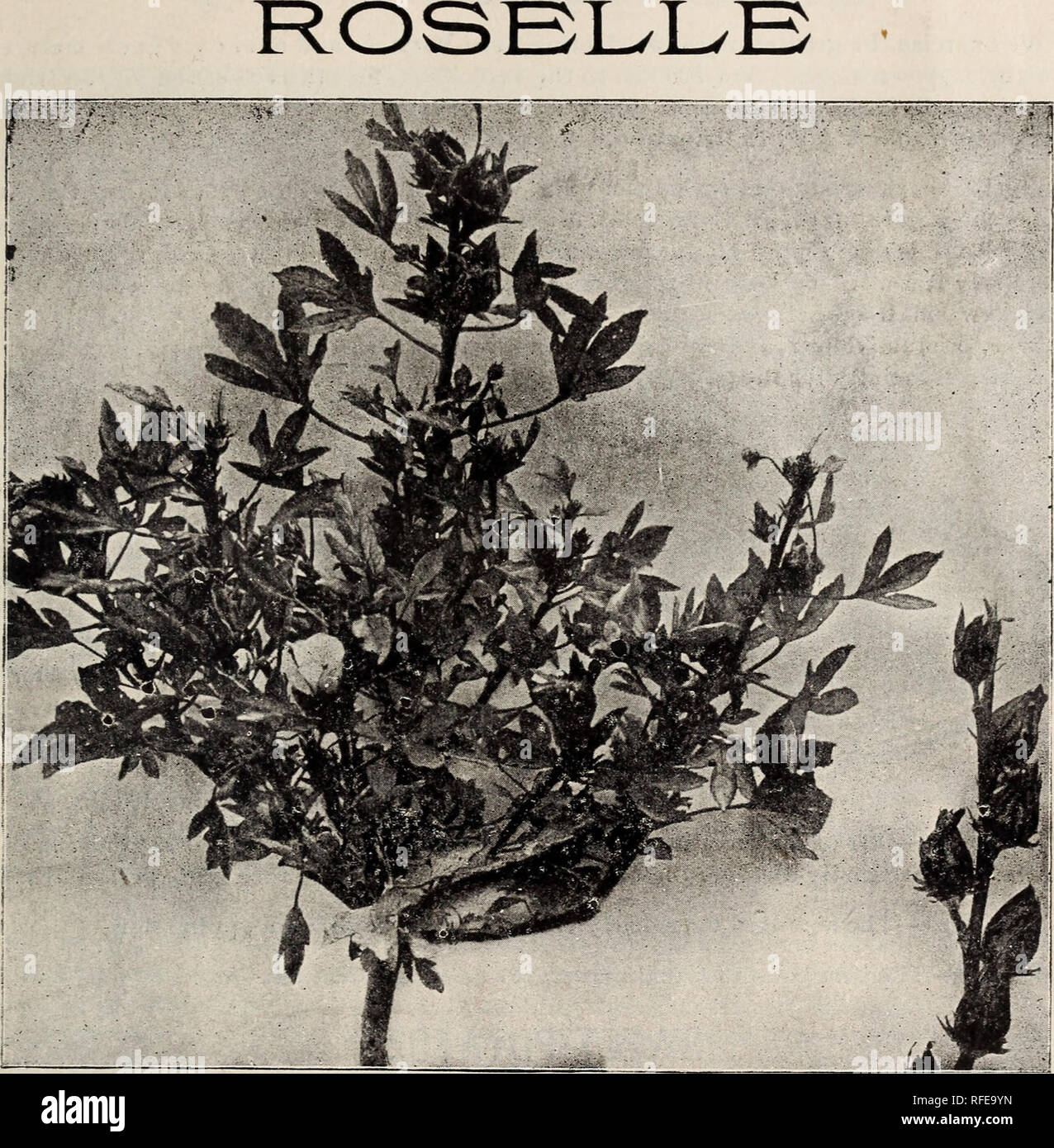 . Catalogue de graines de fiable. Pépinière en Californie à Los Angeles ; Catalogues Catalogues ; Graines de légumes graines de fleurs ; instruments agricoles Catalogues Catalogues. 113 North Main Street, Los Angeles, Californie 41. ''L'usine de limonade'' du Queensland (Hibiscus Sabdariffa) Callod^communément "ll^" est une plante annuelle qui a été suffisamment testé pour indiquer sa grande valeur alimentaire, et pour justifier la culture prolongée plus. Le fruit ressemble à l'écarlate en azimut et le gombo est utilisé pour faire de la gelée et de la confiture. La gelée est supérieur à la goyave ou groseille, et appelée ''Queensland Jelly" Banque D'Images