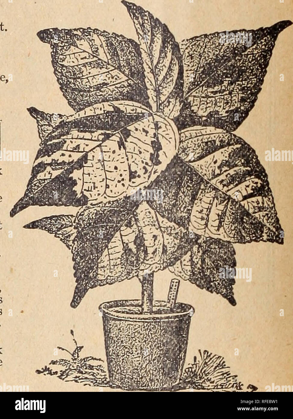 . I.N. Kramer &AMP ; fils, les semenciers et les fleuristes. Pépinière Cedar Rapids Iowa ; catalogues de graines de légumes graines de fleurs ; Catalogues Catalogues ; Matériel et fournitures de jardinage Catalogues. Les grandes usines Anthericum 25 cents à $1.00 chaque.. Begonia Rex SCHMIDTH-beau vert, noir profond feuillage ombragé ; fleurs blanc rosâtre. CIO. MULTIFLORA-Flowers rose ; très beau 15e. BERTHA DE CHATEAUROCHRE-UN-groseille rouge ; l'un des meilleurs. 10c. AGROSTIGMA-grandes feuilles, blanc tacheté. Des grappes de fine-s flowei blanc pur. 10c. ROSEUM-belle nuance de rose. 15c. ARGENTEA GUTTATA-pourpre, feuilles de bronze, oblo Banque D'Images