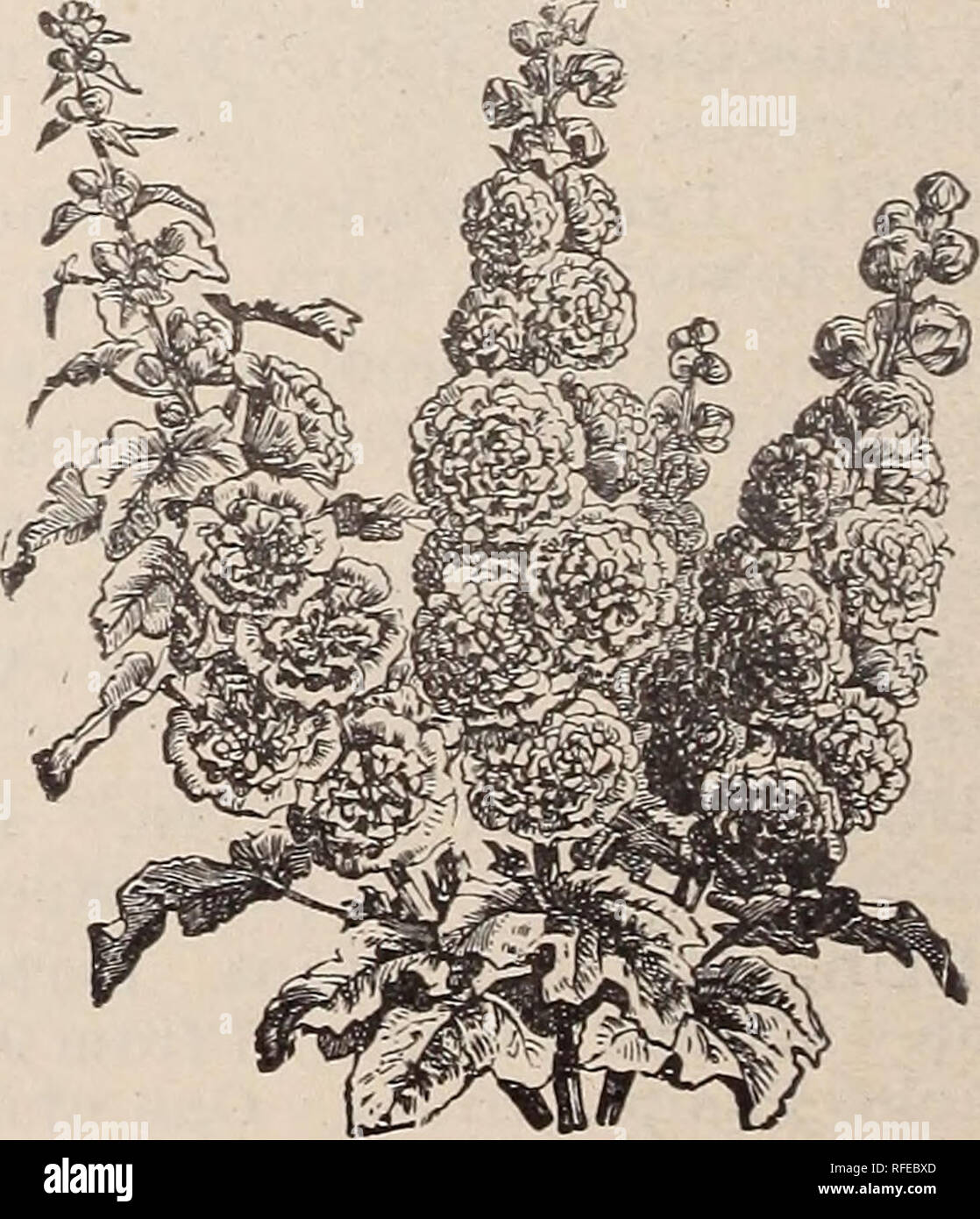 Arbre Des Choix Et Des Arbustes Rustiques Pépinière De L