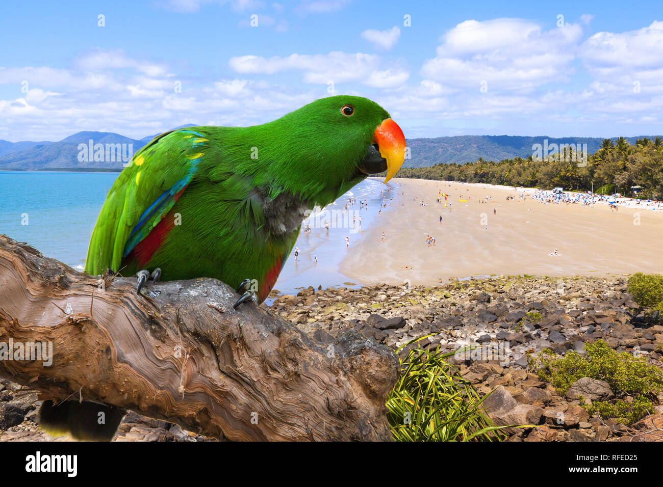 Perroquet Eclectus roratus Eclectus, photographie composite : avec Four Mile Beach, à Port Douglas. L'Australie. Banque D'Images