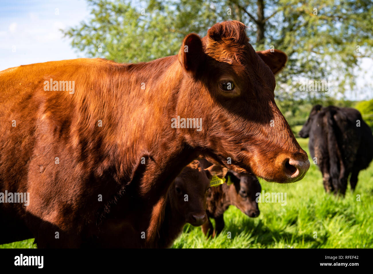 Dexter le pâturage du bétail dans une ferme dans le centre de l'Angleterre, Royaume-Uni. Elles proviennent d'Irlande du bétail noir des Celtes. Introduit en Angleterre en 1882. Banque D'Images