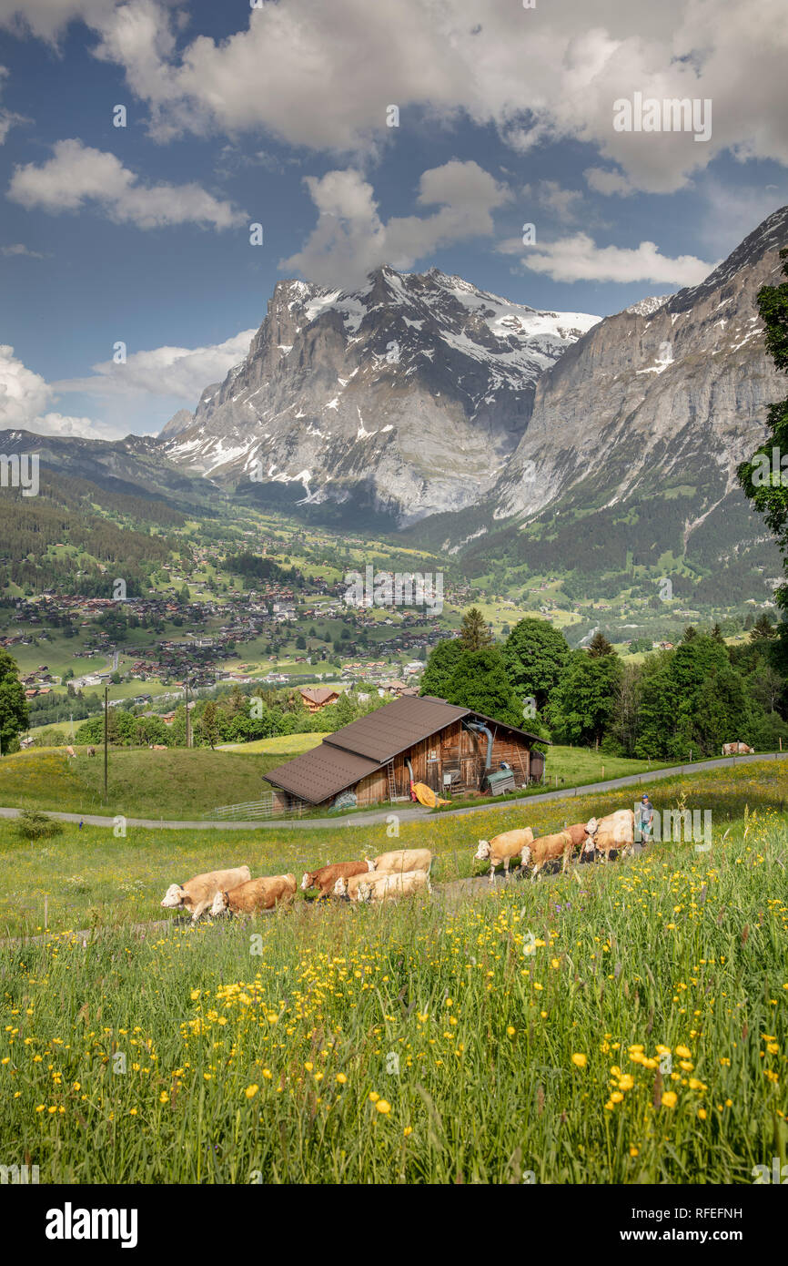 La Suisse, les Alpes, Berner Oberland, Grindelwald. Au printemps. Les vaches. Simmental. Banque D'Images