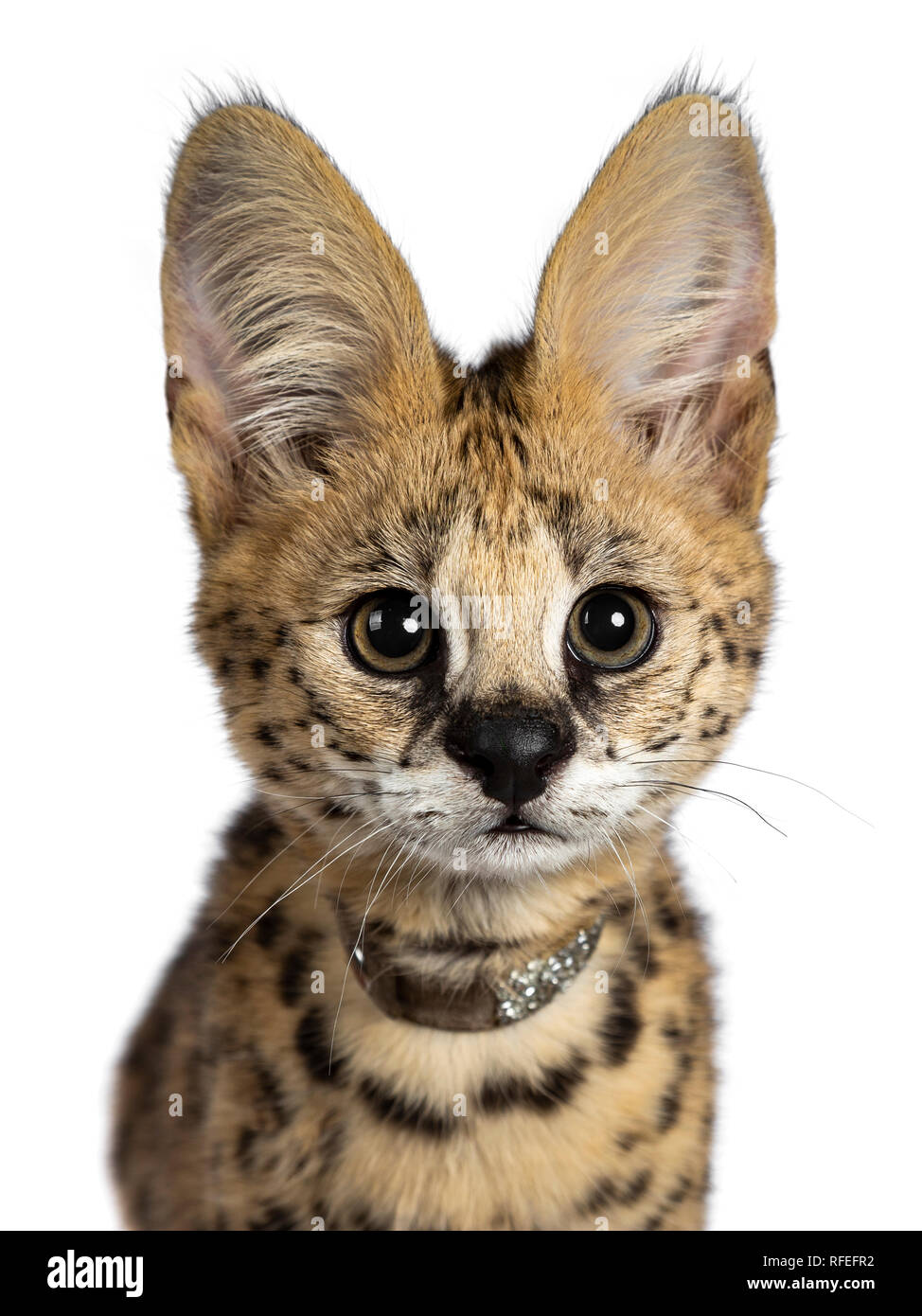 Head shot of cute 4 mois jeune Serval cat kitten assis tout droit, de porter le collier brillant. En regardant avec les yeux doux. Isolated on white backg Banque D'Images