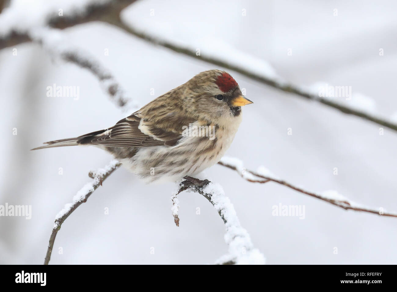 Sizerin flammé en hiver Banque D'Images