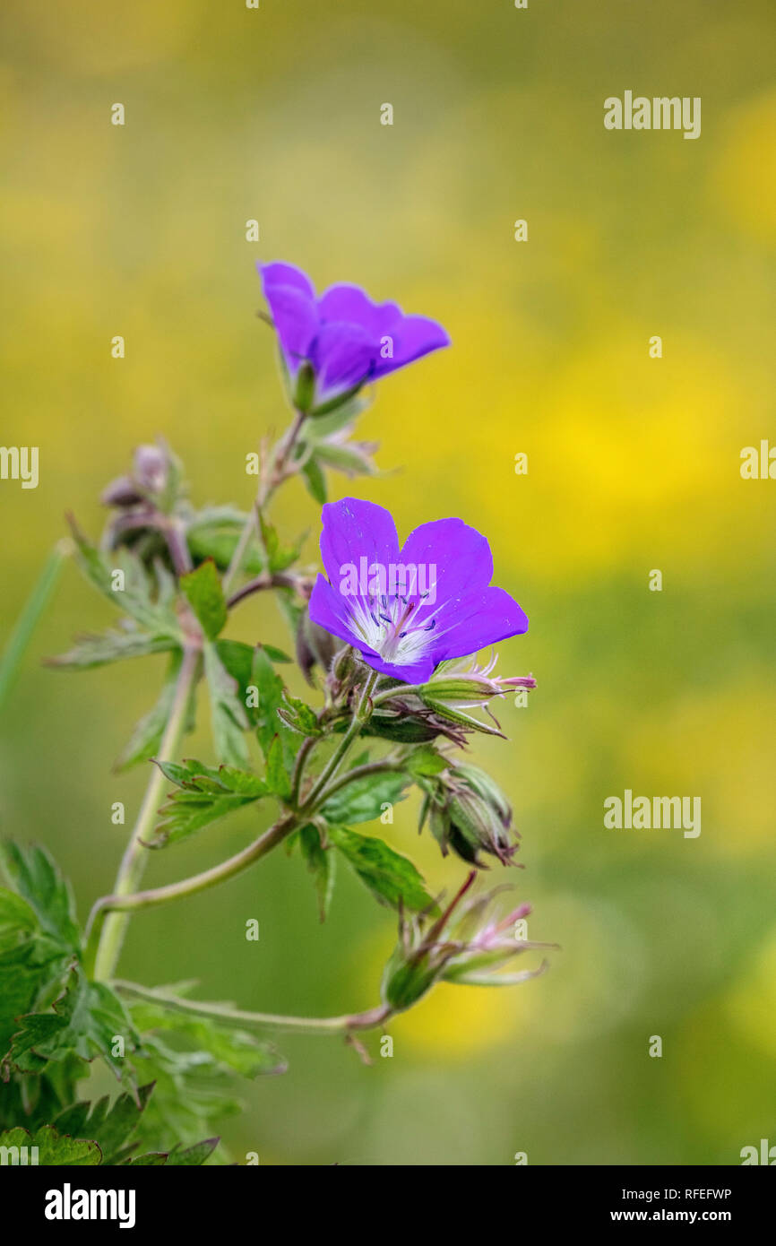 La Suisse, les Alpes, Berner Oberland, Grindelwald. Au printemps. Fleur. Géranium sanguin en bois, des bois géranium (Geranium sylvaticum). Banque D'Images