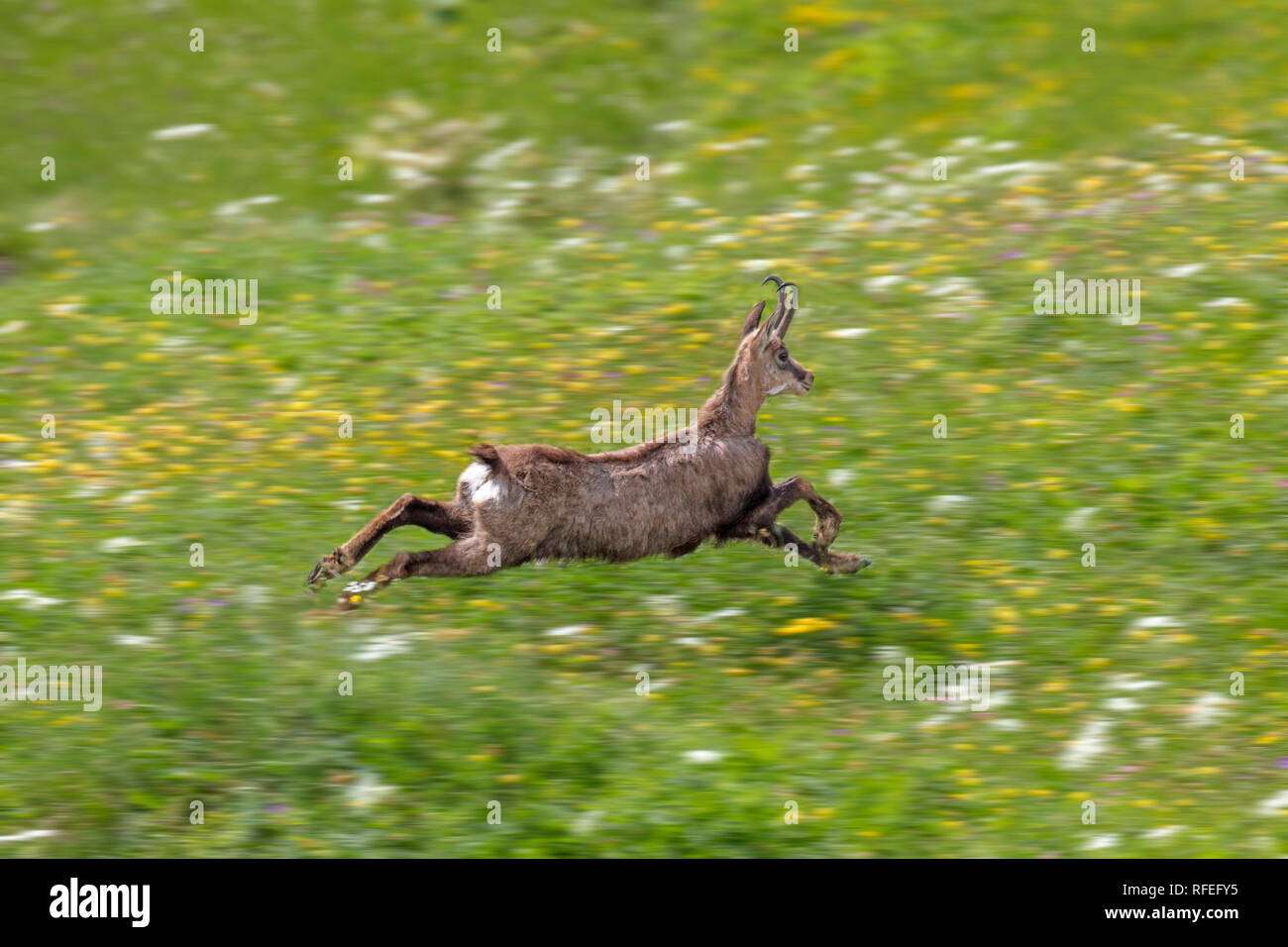 La Suisse, les Alpes, Berner Oberland, Grindelwald. Au printemps. Des fleurs. Chamois des Alpes (Rupicapra rupicapra) d'exécution. Banque D'Images
