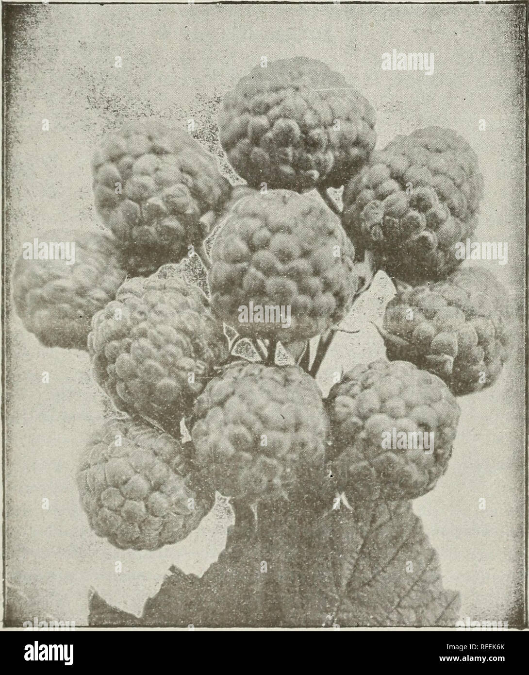 . John A. Cannedy livre de fruits : fruits et arbres d'ornement, les petits fruits, raisins, roses, d'arbustes, etc.. Pépinière d'arbres fruitiers ; catalogues de l'Illinois Illinois catalogues ; des arbres fruitiers Middle West catalogues ; arbres ornementaux, Illinois ; catalogues d'arbres ornementaux ; catalogues Middle West Illinois roses roses ; Catalogues Catalogues Middle West Illinois ; baies catal. 45 Les cannes doivent être bien cultivé dans l'été et bien d'un paillis à l'automne. Couper les tiges à une hauteur d'environ 3 pieds. L'oft Prune secondaires dans le deuxième printemps pour dans 12 ou 18 pouces de la canne garder tous les bois morts découpés. Banque D'Images