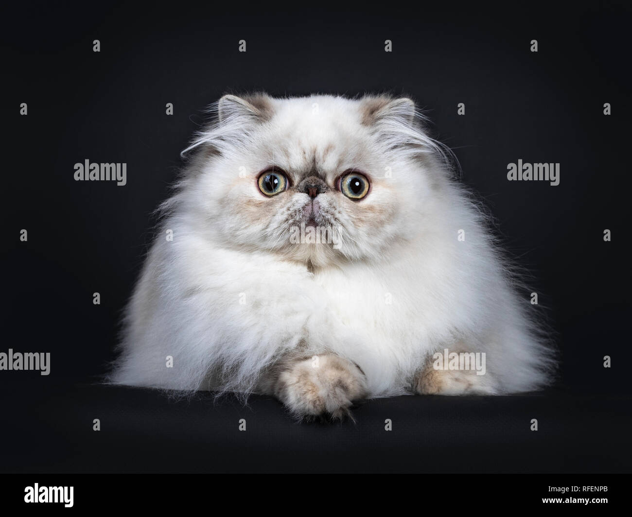 Fluffy Mignon Chat Persan Tabby Point Chaton Portant Vers L Avant Avec De Grands Yeux Ronds Isole Sur Fond Noir Photo Stock Alamy