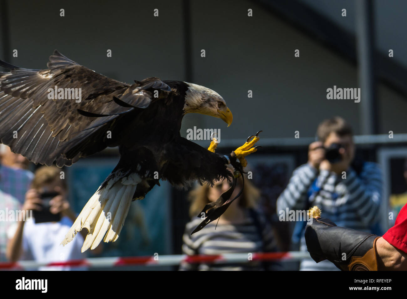 Pygargue à tête blanche à l'air show, Bavière, Allemagne Banque D'Images