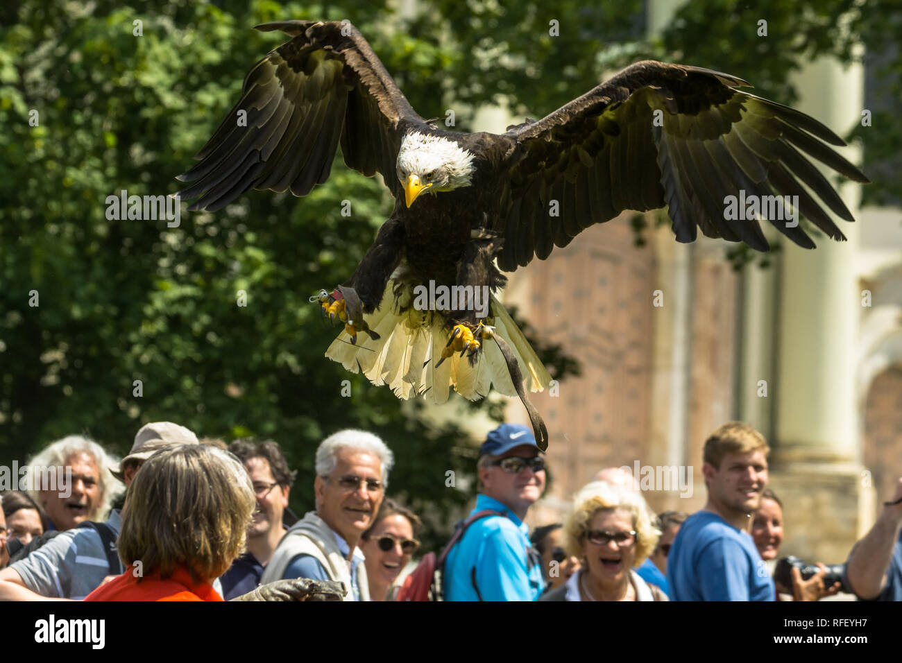 Pygargue à tête blanche à l'air show, Bavière, Allemagne Banque D'Images