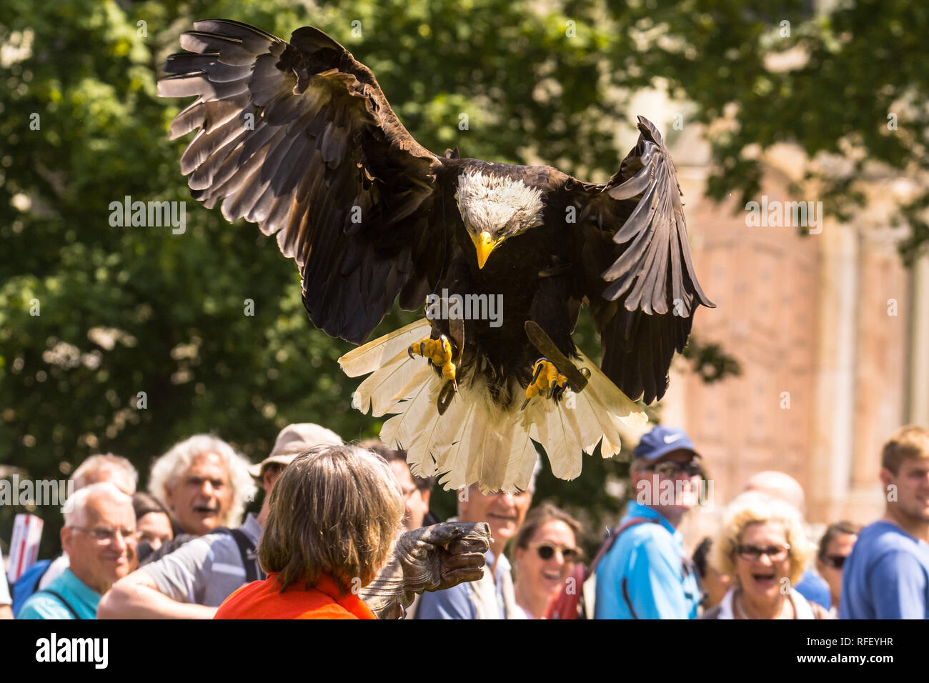 Pygargue à tête blanche à l'air show, Bavière, Allemagne Banque D'Images