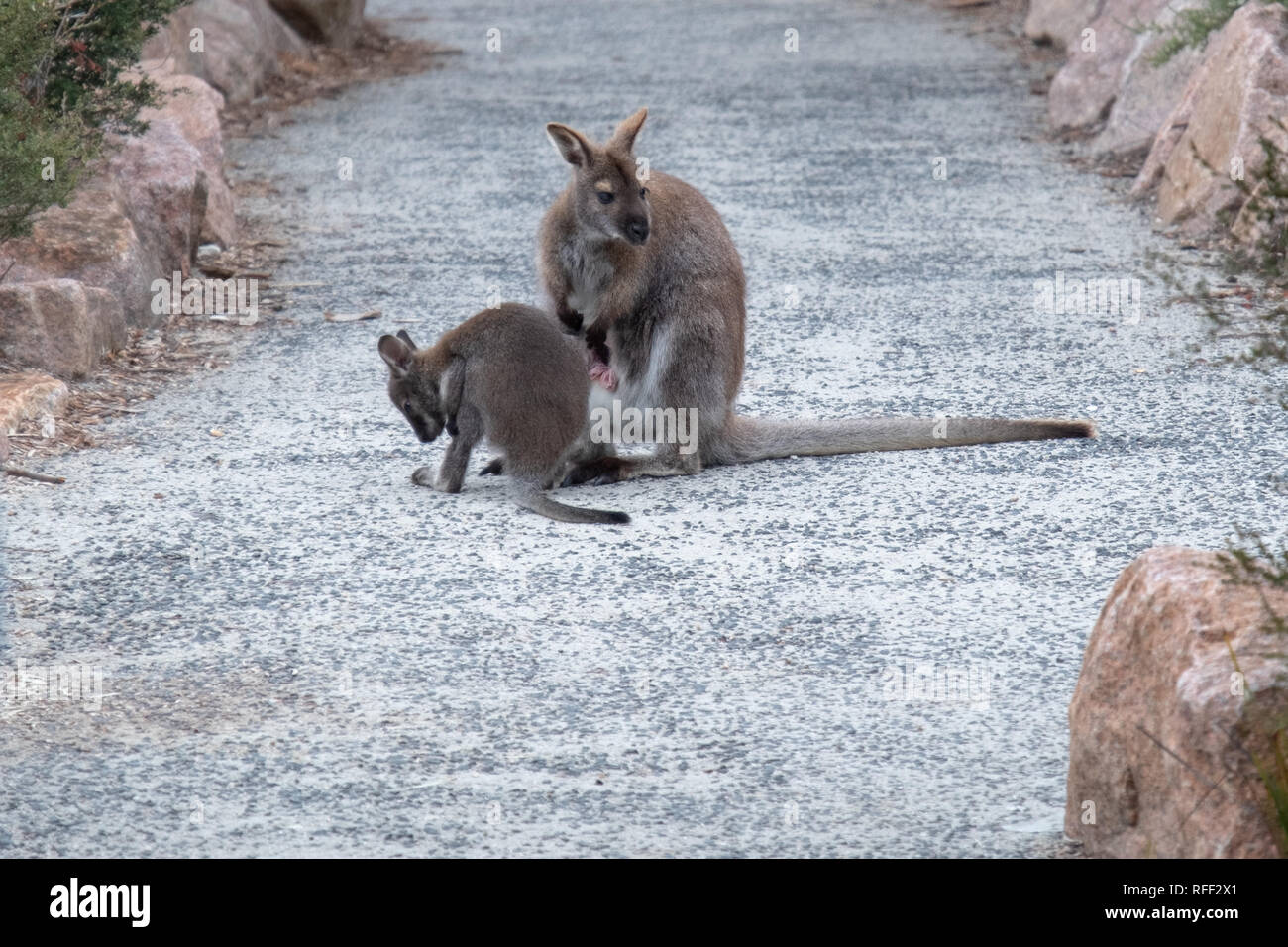 Wallaby (Notamacropus Bennets rufogriseus) et les jeunes dans le joey Parc national de Freycinet, Tasmanie Banque D'Images