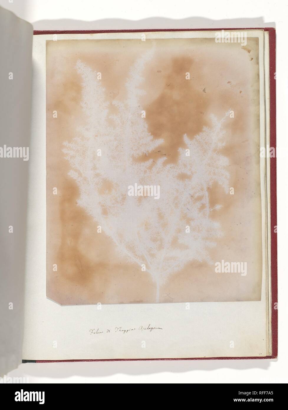 Thapsia Asclepium de Corfou. Artiste : William Henry Fox Talbot (1800-1877) Lacock, Dorset. Dimensions : 22,5 x 18,5 cm (8 7/8 x 7 5/16 in.). Date : 1839-40. Musée : Metropolitan Museum of Art, New York, USA. Banque D'Images