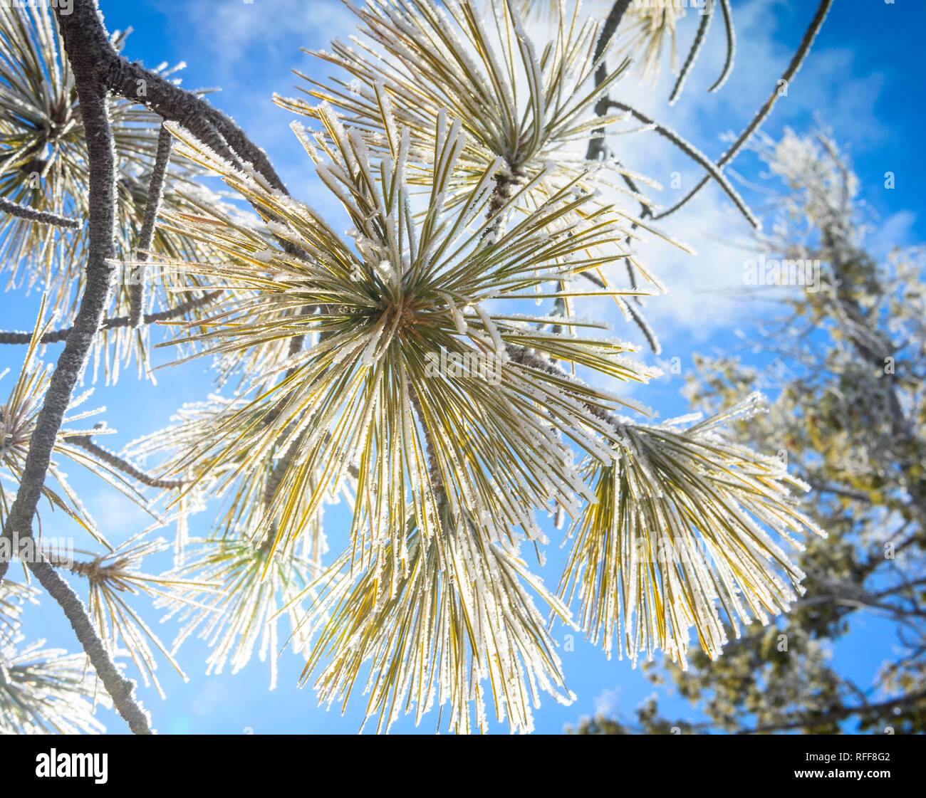 Les aiguilles d'un sapin de Douglas (Pseudotsuga menziesii) recouvert de gelée blanche en hiver, Navajo Loop Trail, Parc National de Bryce Canyon Banque D'Images