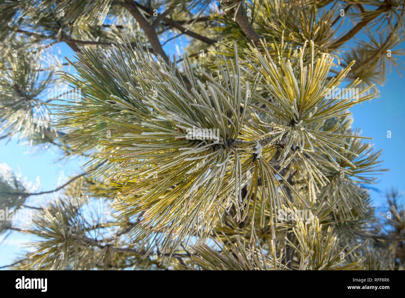 Les aiguilles d'un sapin de Douglas (Pseudotsuga menziesii) recouvert de gelée blanche en hiver, Navajo Loop Trail, Parc National de Bryce Canyon Banque D'Images