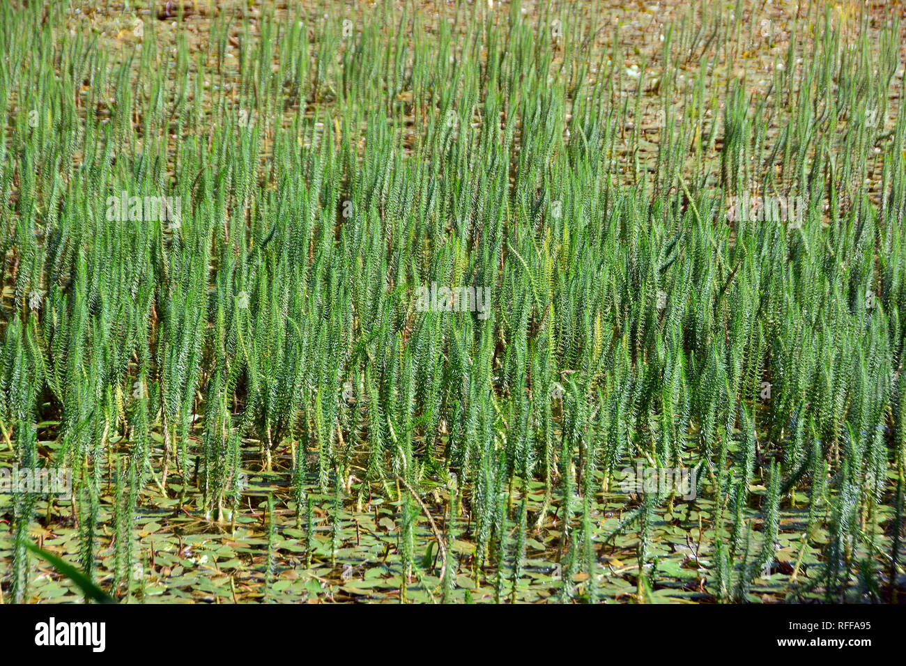 La mare-queue ou la queue de la mare commune, «Tannenwedel Tannenwedel Gewöhnliche, Hippuris vulgaris, vízilófark, Banque D'Images