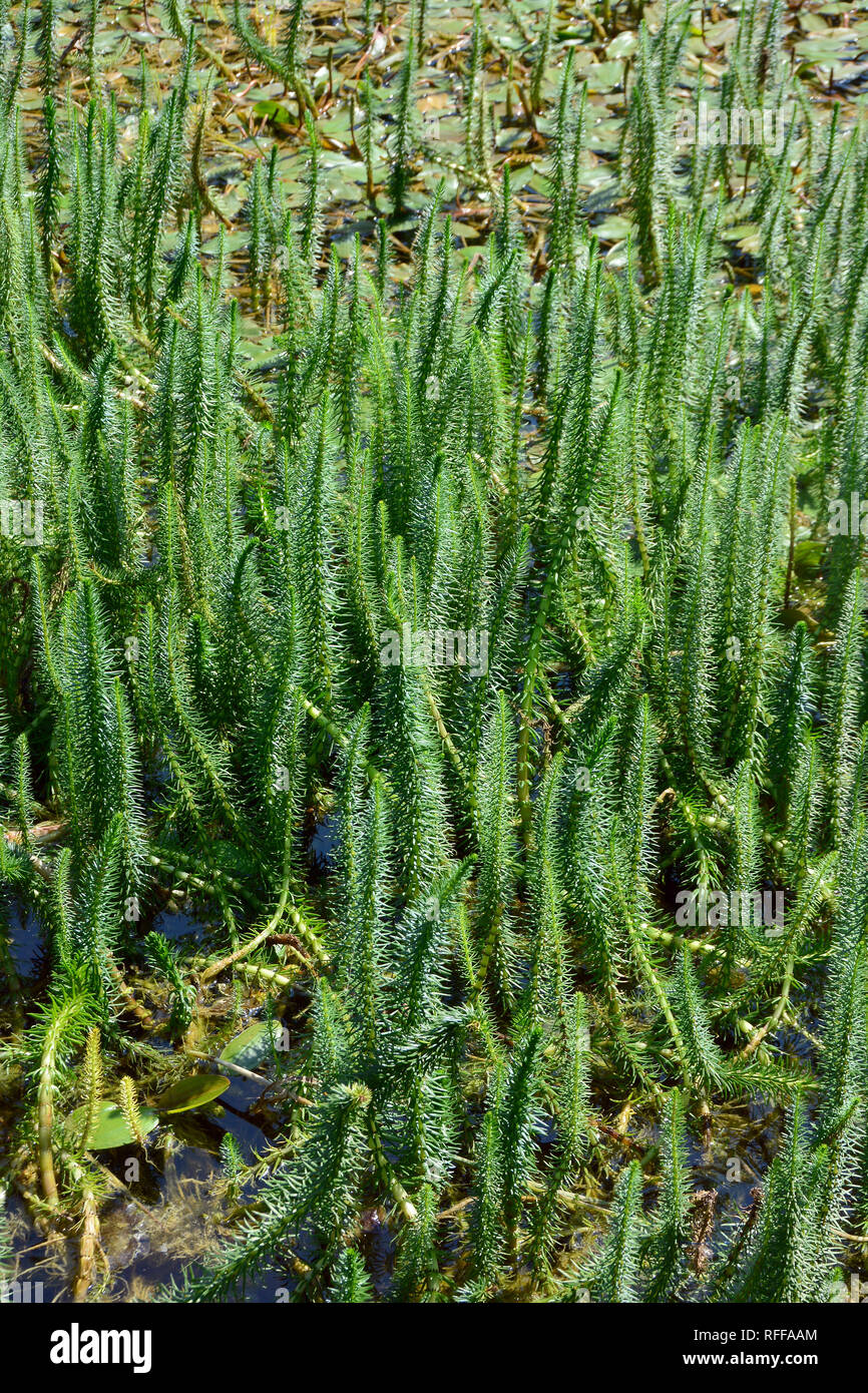 La mare-queue ou la queue de la mare commune, «Tannenwedel Tannenwedel Gewöhnliche, Hippuris vulgaris, vízilófark, Banque D'Images