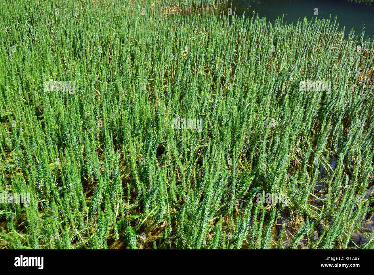 La mare-queue ou la queue de la mare commune, «Tannenwedel Tannenwedel Gewöhnliche, Hippuris vulgaris, vízilófark, Banque D'Images