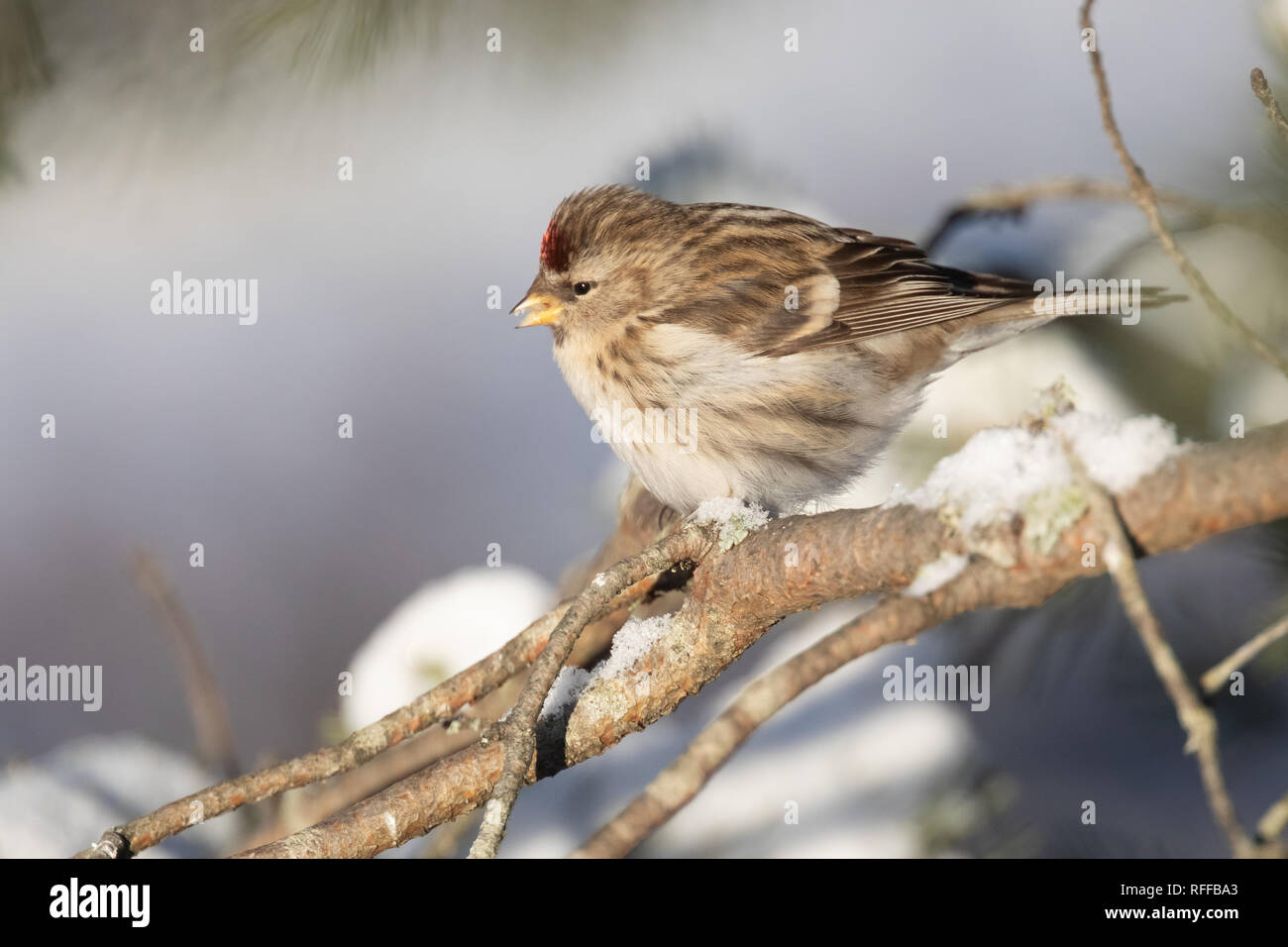 Sizerin flammé en hiver Banque D'Images