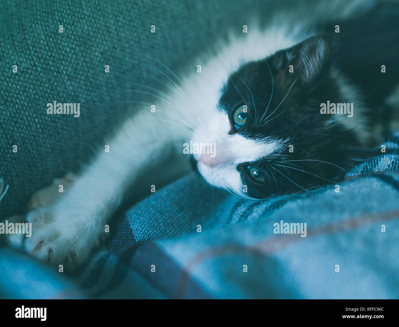 Mignon Chaton Noir Et Blanc Ayant Reste Sur Canape Photo Stock Alamy Mignon Chaton Noir Et Blanc Ayant Reste Sur Canape Photo Stock Alamy