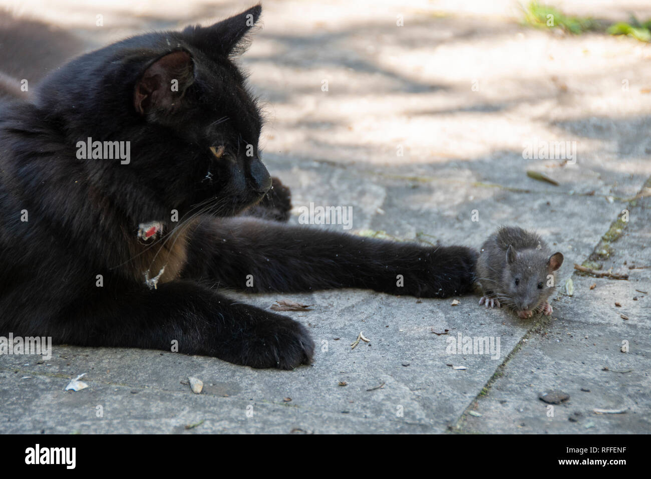 Chat et souris : a black tom cat whiles loin d'une journée d'été la chasse et jouant avec ses prises, une souris commune Banque D'Images