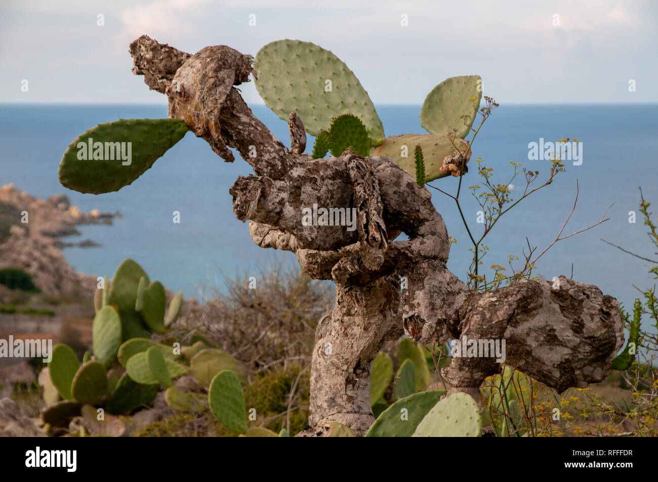 Un cactus Opuntia ficus-indica (famille des Cactaceae) sur Gozo, Malte. Communément appelé figuier de Barbarie, Indian Fig, Barbary Fig. Banque D'Images