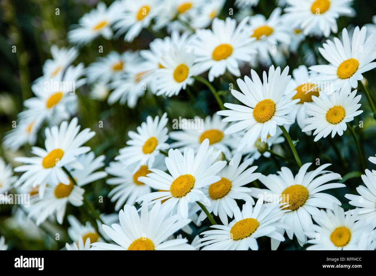 Une photo gros plan de groupe a​ de marguerites shasta avec une faible profondeur de champ. Banque D'Images