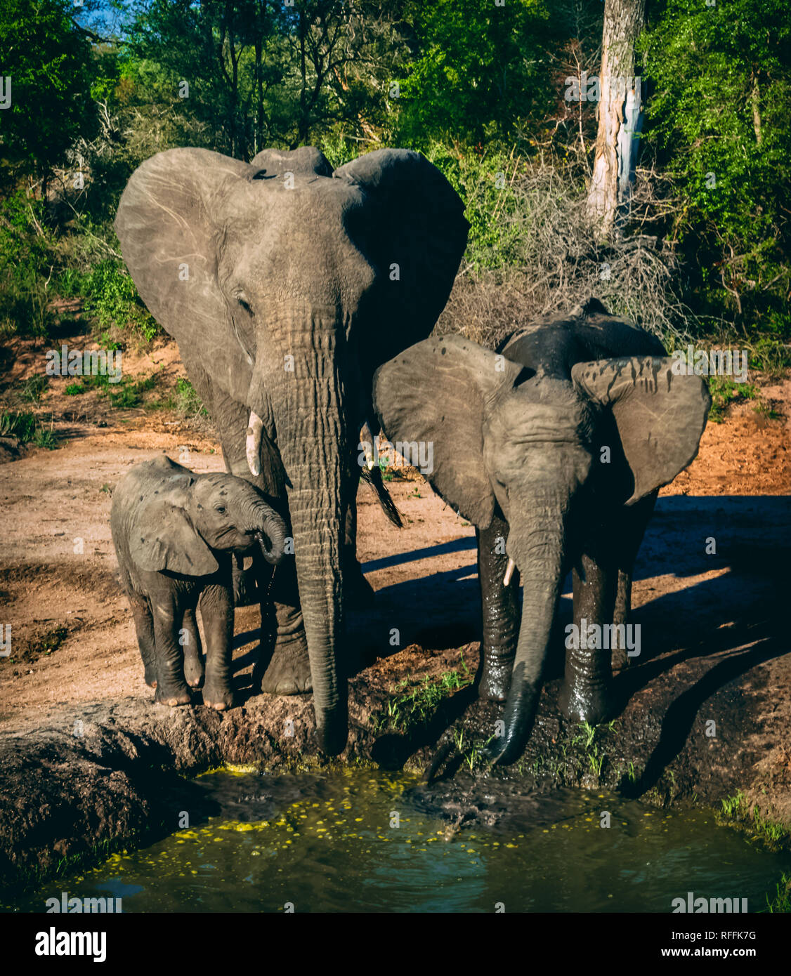 Un éléphant famille obtenir un verre dans un trou d'arrosage Banque D'Images
