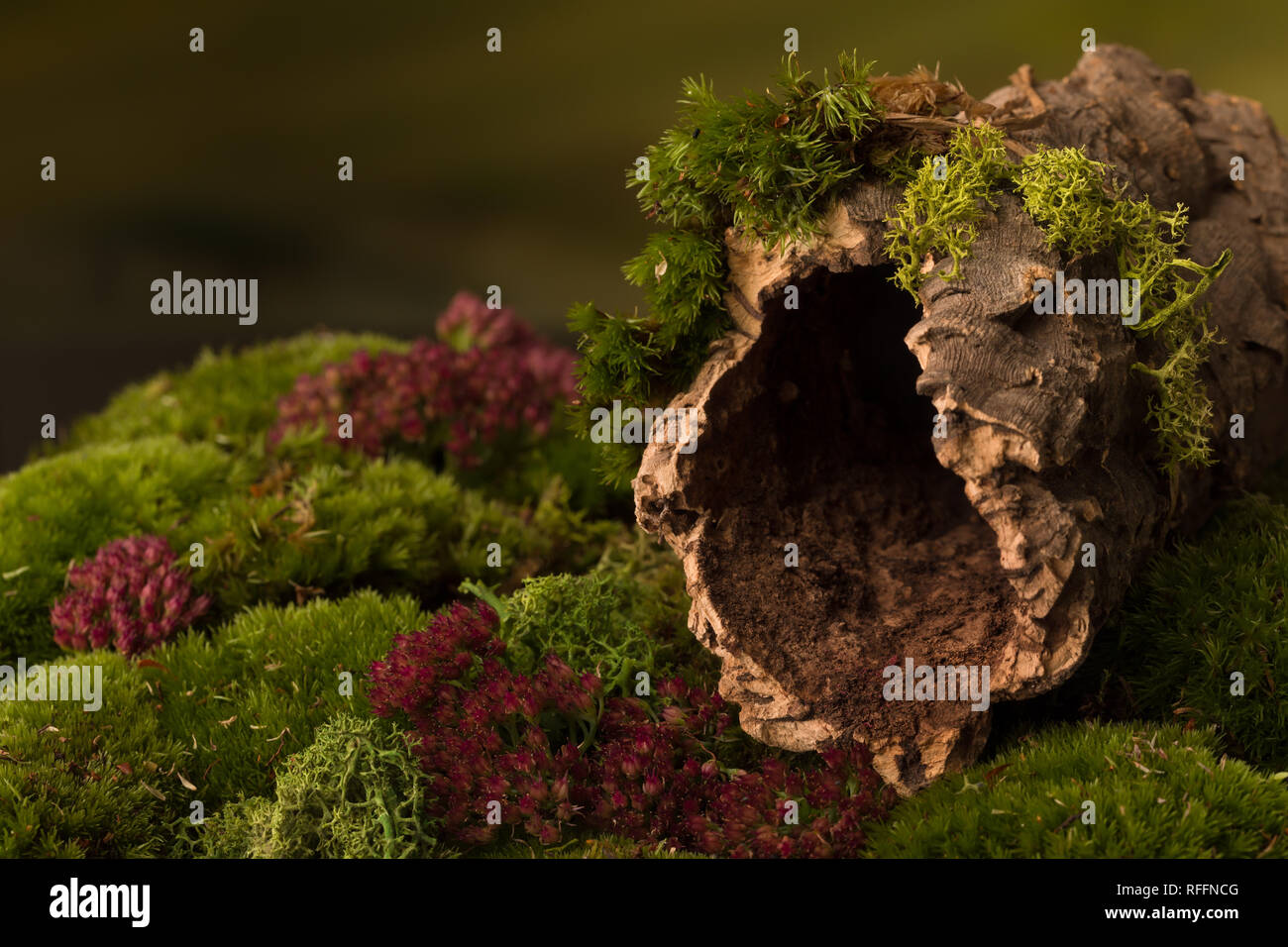 L'écorce de Liège avec un trou noir sur la mousse qui peut être utilisé comme texture pour les photos Banque D'Images