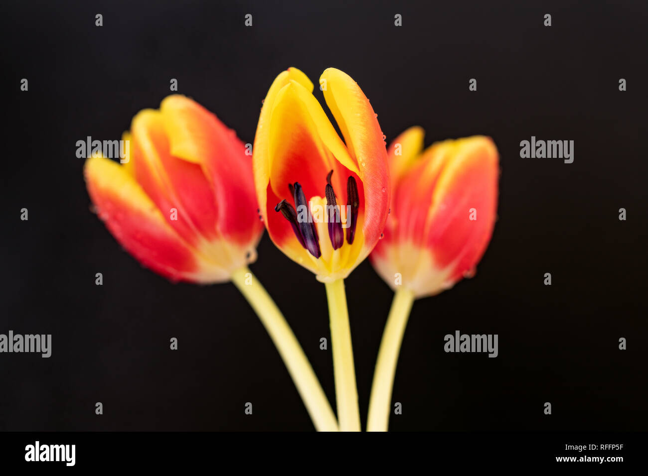 Tulipes orange et jaune sur fond noir Banque D'Images