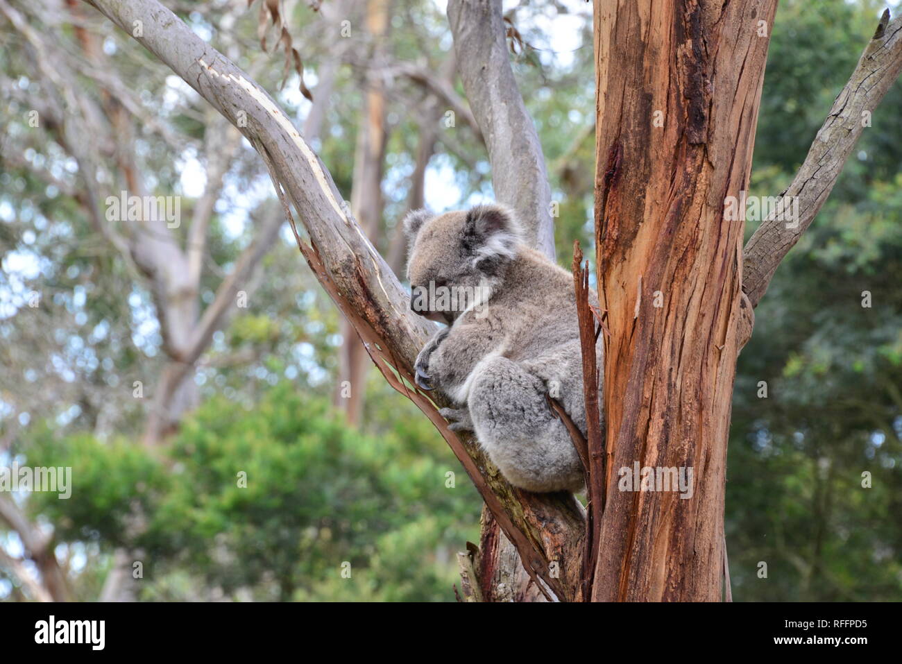 Sedentaire Banque D Image Et Photos Alamy