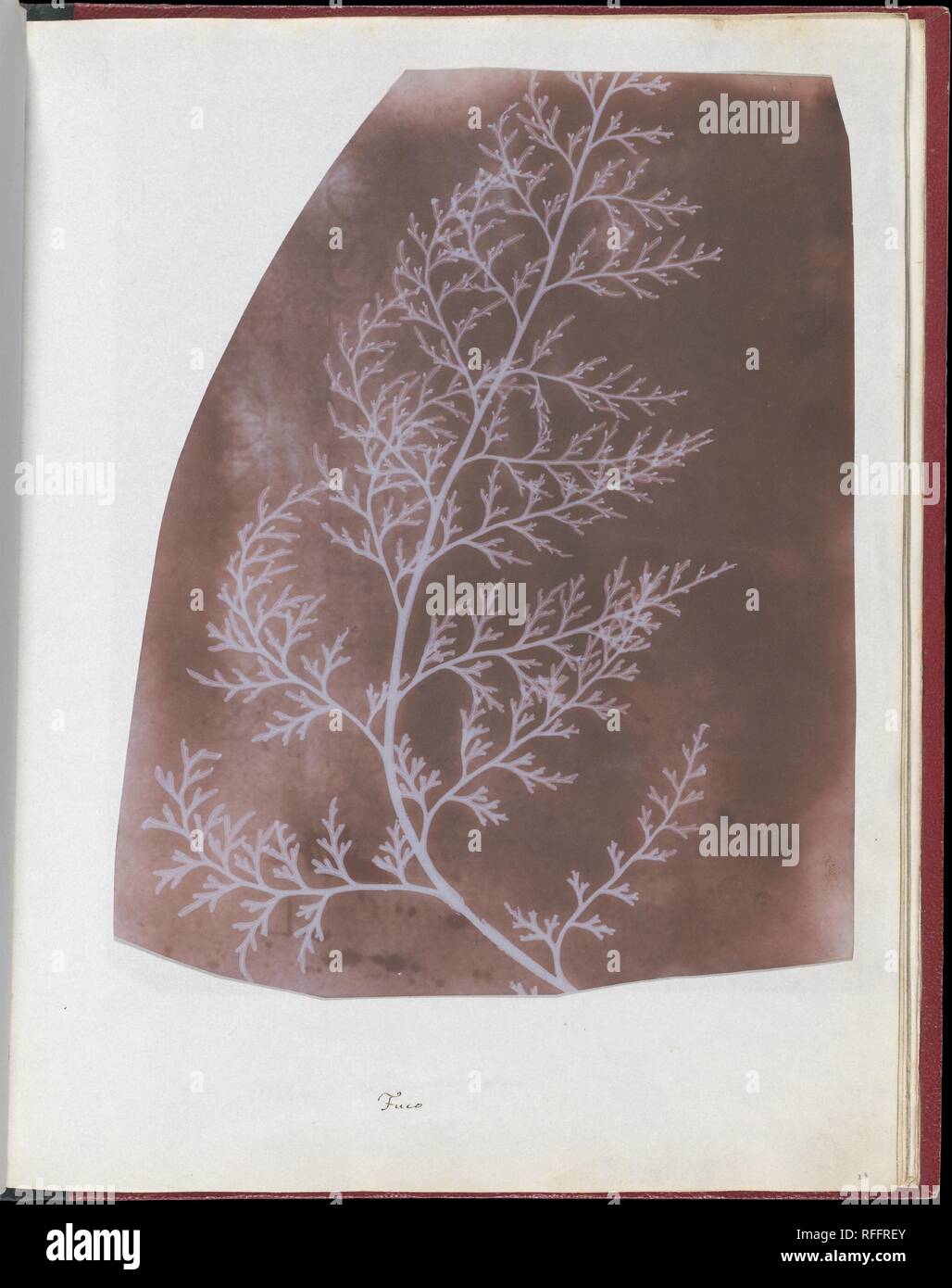 Rack. Artiste : William Henry Fox Talbot (1800-1877) Lacock, Dorset. Dimensions : 22 x 17,5 cm (8 11/16 x 6 7/8 in.), irrégulièrement découpée. Date : 1839. Cette trace évanescente d'un échantillon biologique, parmi les plus rares de photographies, a été faite par William Henry Fox Talbot, quelques mois après qu'il a présenté pour la première fois son invention, la photographie--ou "dessin photogénique", comme il l'appelait--pour le public. Talbot a première images ont été faites sans un appareil ; ici un morceau d'algue légèrement translucide a été posé directement sur une feuille de papier, photosensibilisée bloquant le rayons de soleil de la partie Banque D'Images