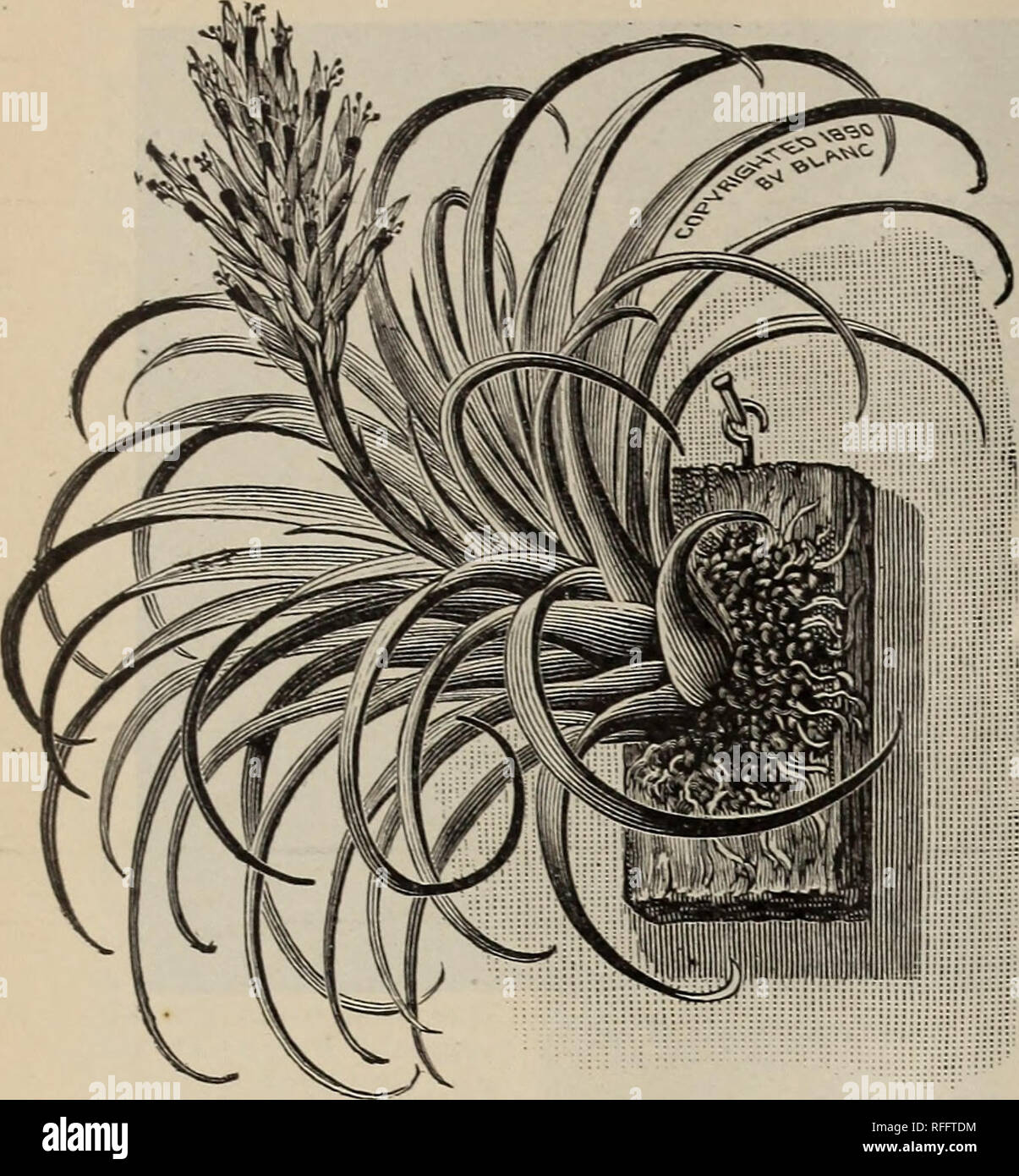 Les Plantes Indigènes Et Exotiques Des Arbres D