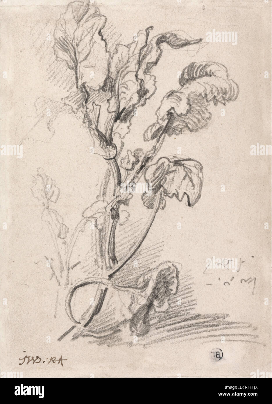 L'étude des plantes. Dessin. Craie noire de longueur moyenne, douce, sur vélin crème. Hauteur : 178 mm (7 in) ; Largeur : 127 mm (5 in). Auteur : James Ward. Banque D'Images