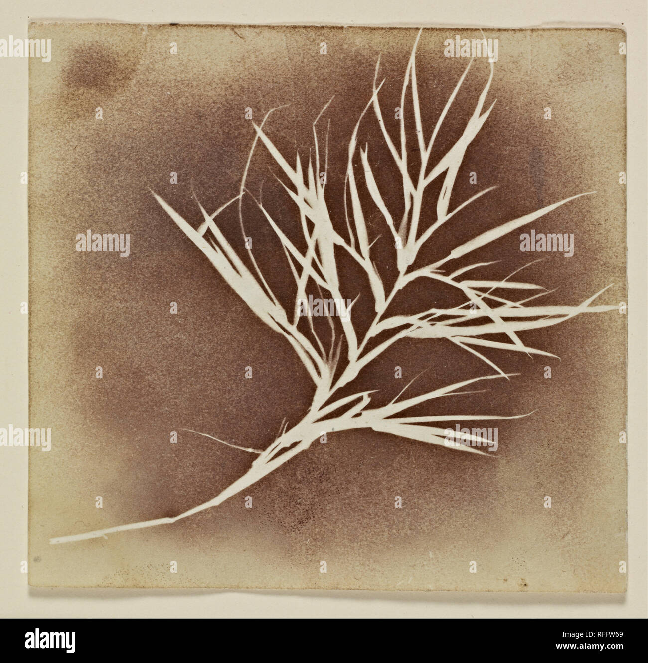 Dessin photogénique d'une plante. Date/Période : 1835/1845. Dessin photogénique. Largeur : 4,125 in. Hauteur : 3.9 in. Auteur : William Henry Fox Talbot. Banque D'Images