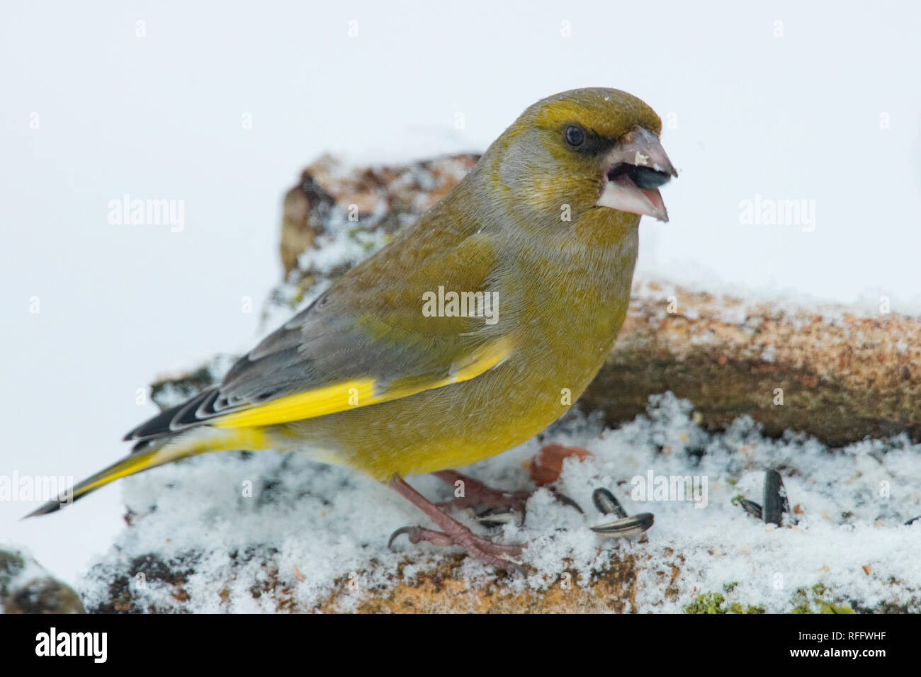 Verdier d'Europe, (Chloris chloris) Banque D'Images