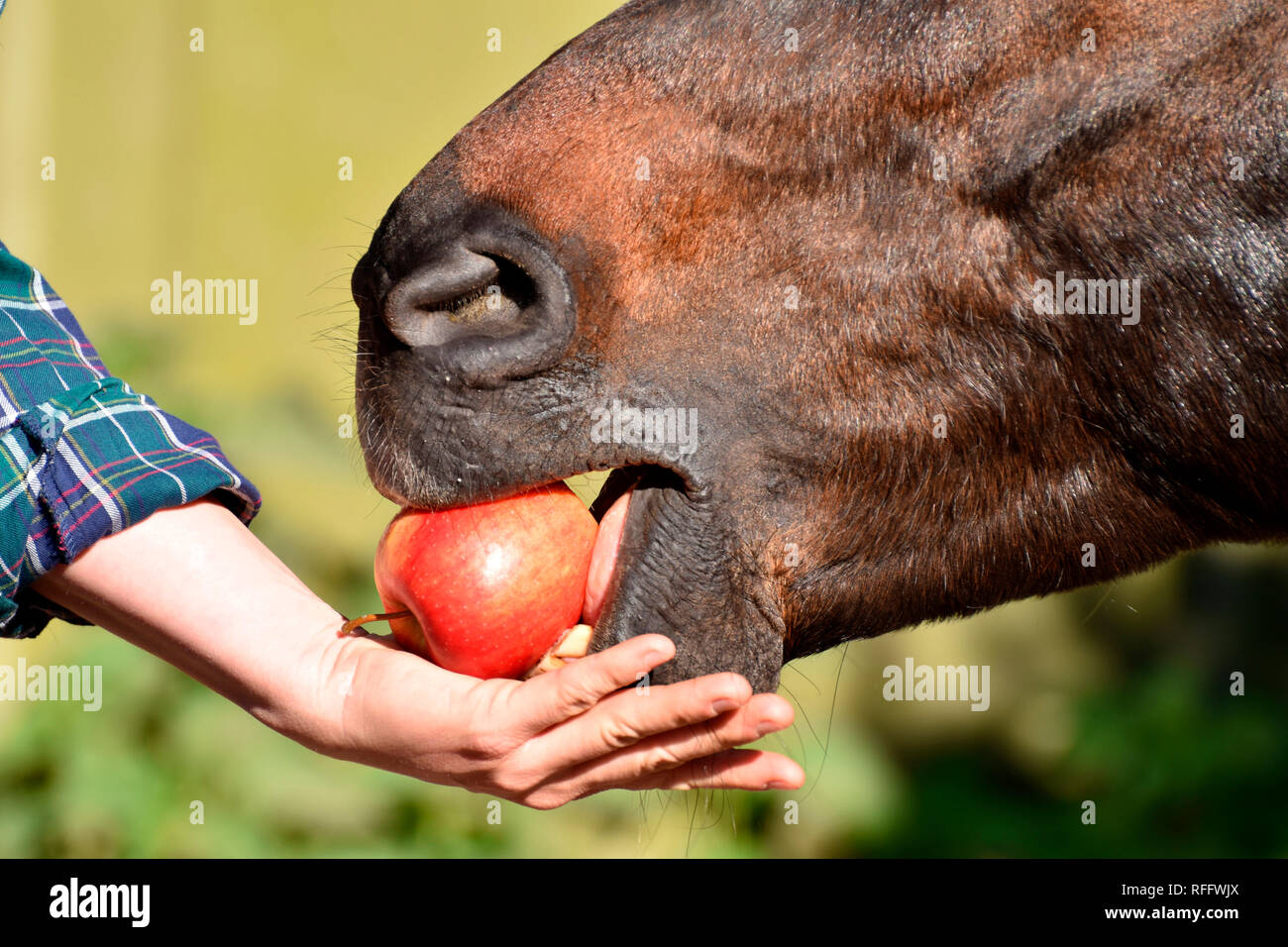 Cheval domestique eating apple Banque D'Images