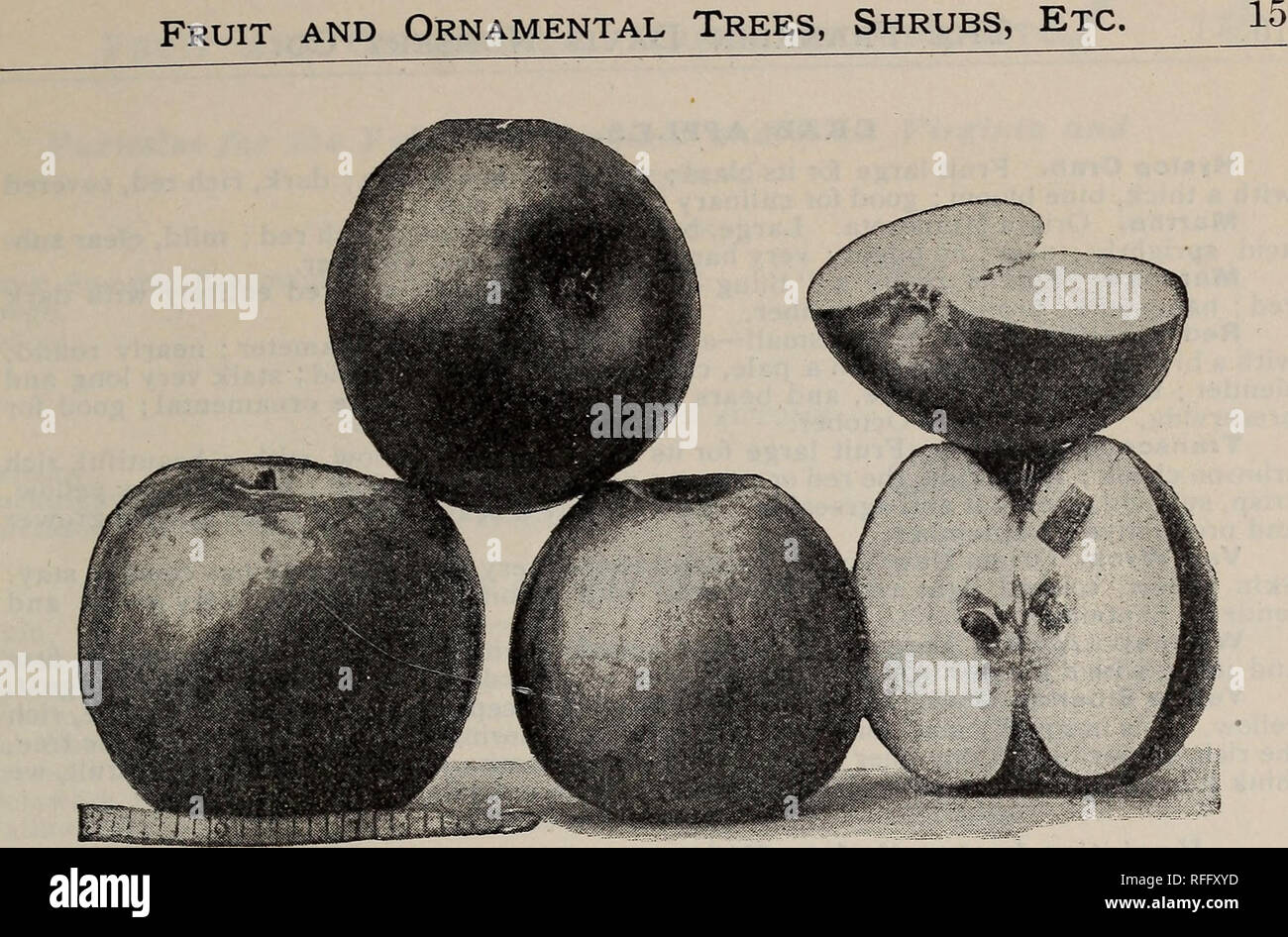 . [Catalogue]. Pépinière Maryland Baltimore ; Catalogues Catalogues des plants des arbres de fruits ; fruits ; plantes Catalogues Catalogues d'ornement, des Plants des Arbres ; catalogues ; catalogues d'arbustes. La Winesap Pommes. grandeur nature.) white Pippin. Fruit gros, de forme variable, arrondies, oblat, légèrement oblique ; contre ses habitants, blanc verdâtre, parsemée de points verts, et devenir jaune pâle à maturité, parfois avoir un fard mat et quelques points bruns ; chair blanche, tendre, croquante, juteuse, fine, riche, acidulée ; très bonne pour le mieux. De janvier à mars. Wagener. De taille moyenne à grande ; rouge profond au soleil ; chair ferme, acidulée et Excel Banque D'Images