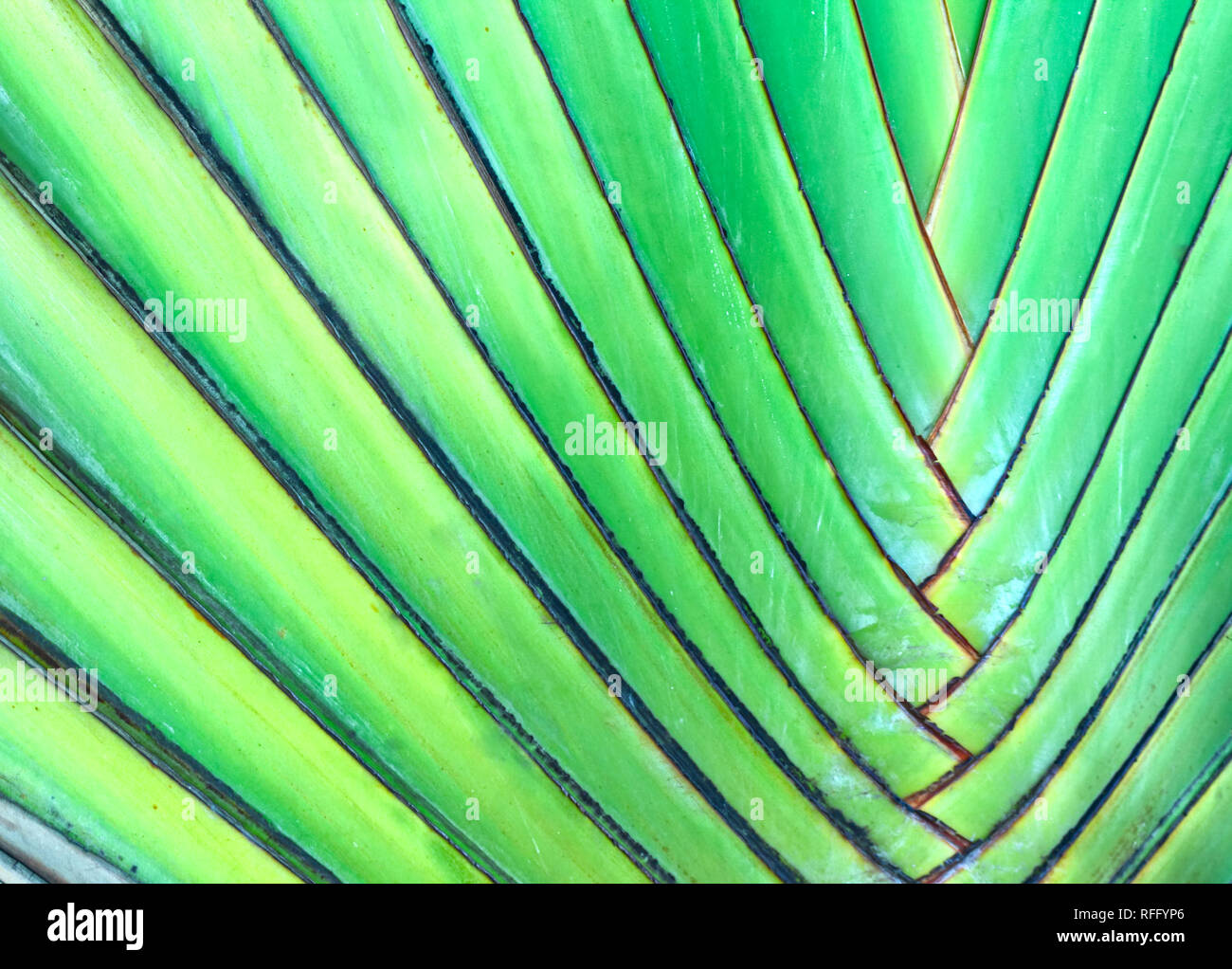 Motif de feuilles vertes de la paume du ventilateur, également appelé arbre du voyageur. Nature plante fond - arbre de banane. Banque D'Images