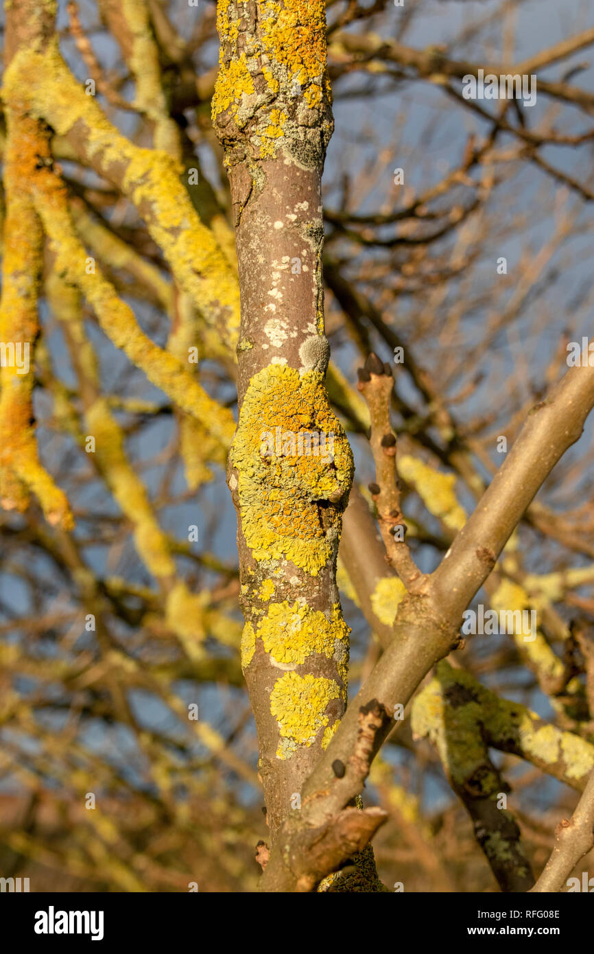 Ash Tree branch en hiver avec le lichen et les bourgeons Banque D'Images