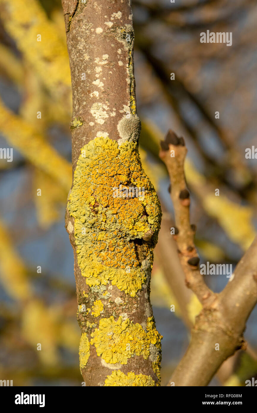 Ash Tree branch en hiver avec le lichen et les bourgeons Banque D'Images