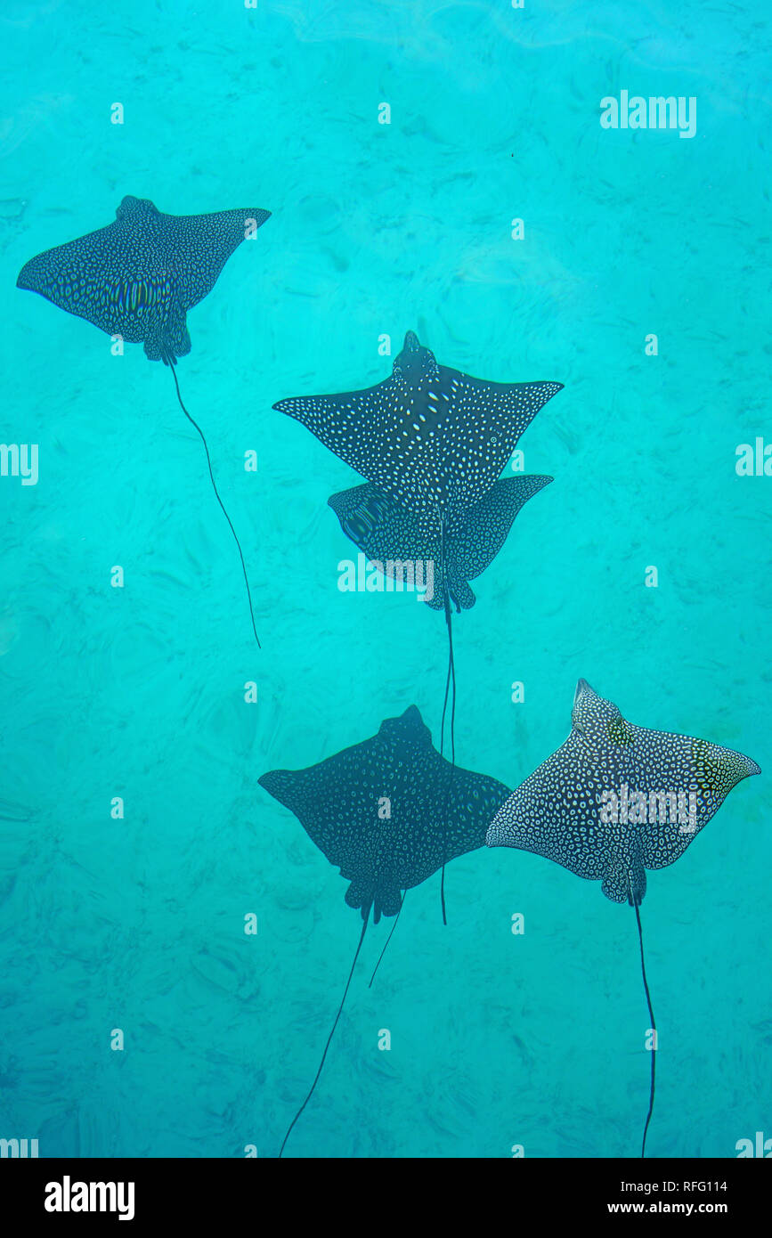 Vue sous-marine d'une école de la raie-aigle (Aetobatus narinari) poisson qui nage dans le lagon de Bora Bora, Polynésie Française Banque D'Images