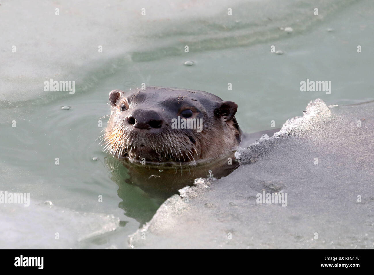River Otter dans la pêche sauvage de l'atnd manger du poisson Banque D'Images