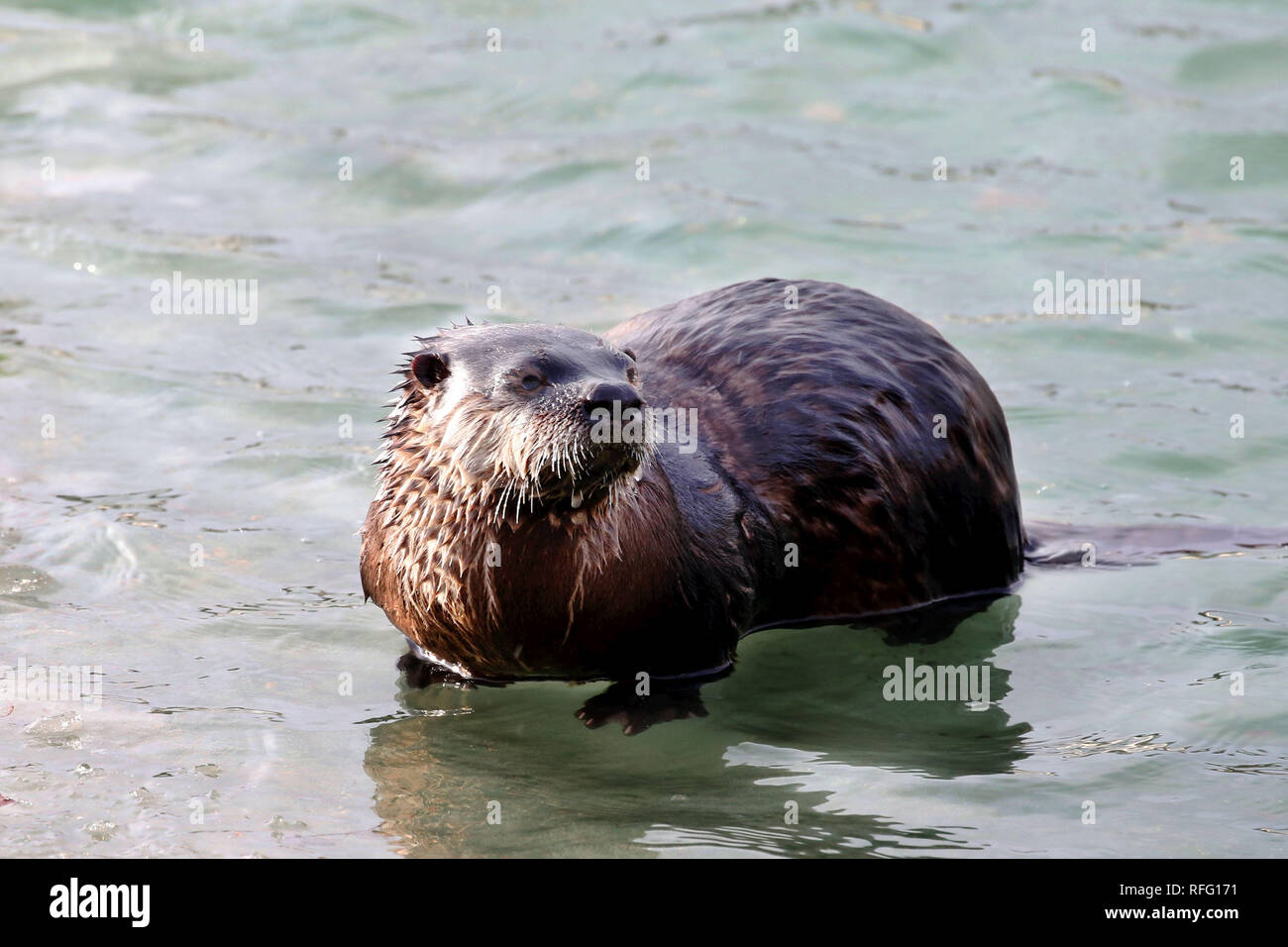 River Otter dans la pêche sauvage de l'atnd manger du poisson Banque D'Images