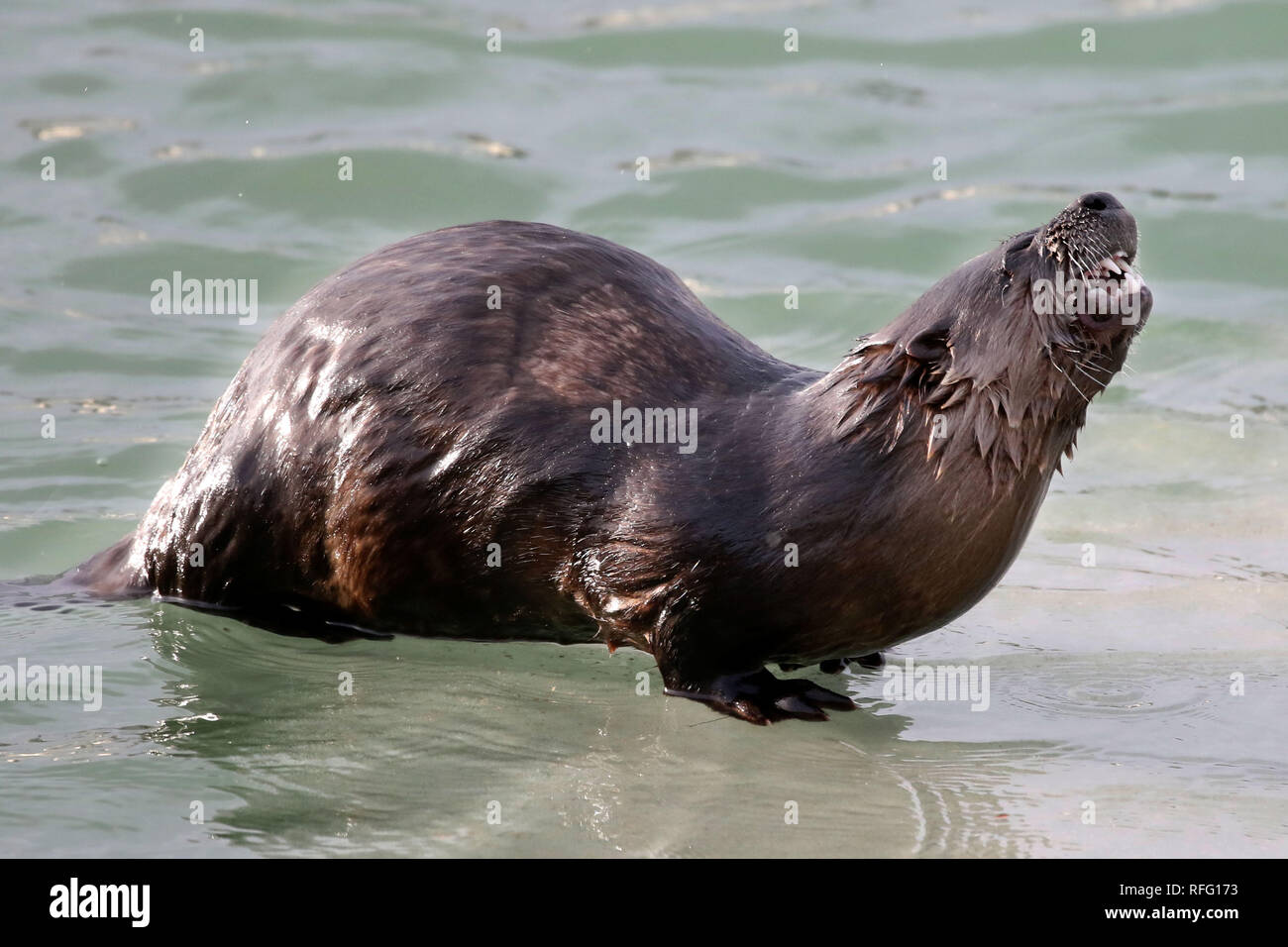 River Otter dans la pêche sauvage de l'atnd manger du poisson Banque D'Images